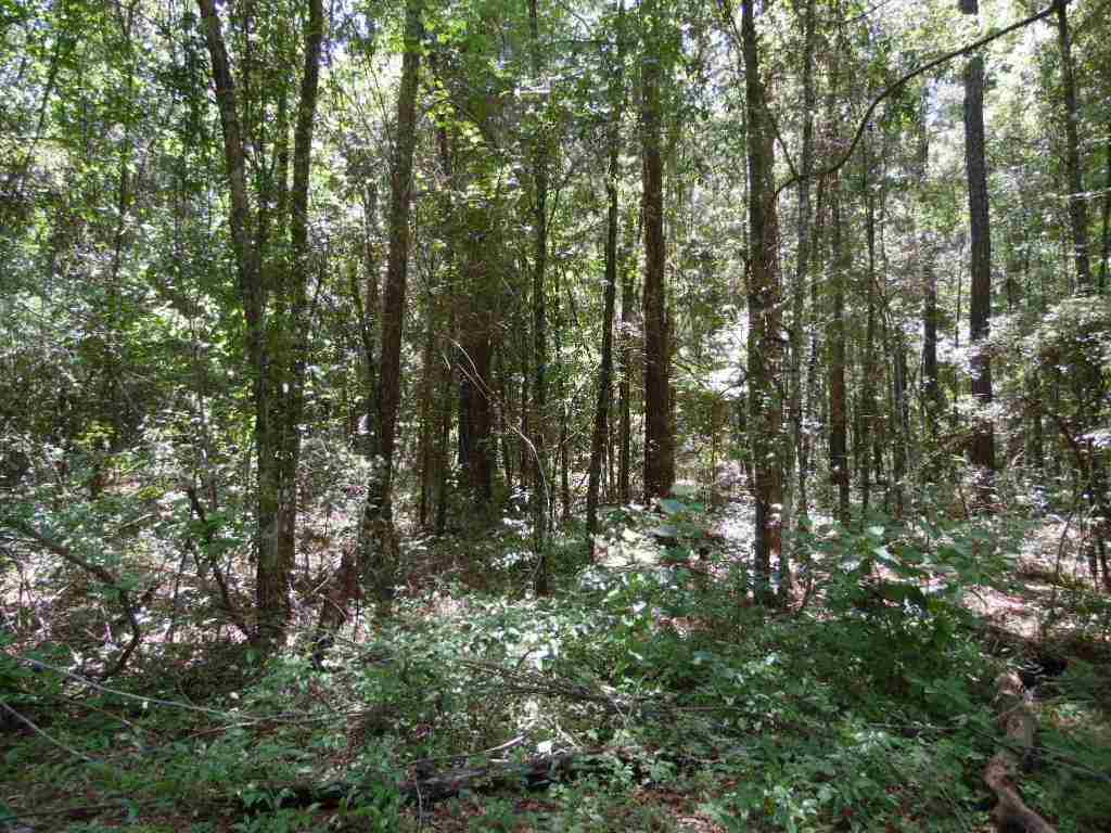 Xx West Glenn Road Monticello, FL 32344 - Photo 3 of 7 Gallery Image 3