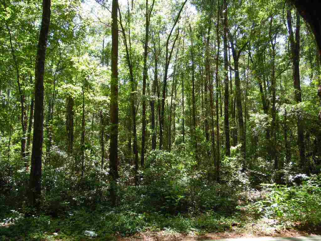 Xx West Glenn Road Monticello, FL 32344 - Photo 6 of 7 Gallery Image 6