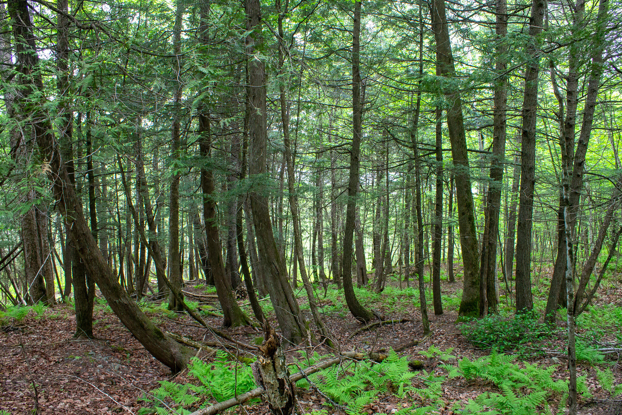 128 Beckwith Road Cornville, ME 04976 - Photo 8 of 20 IMG_0996