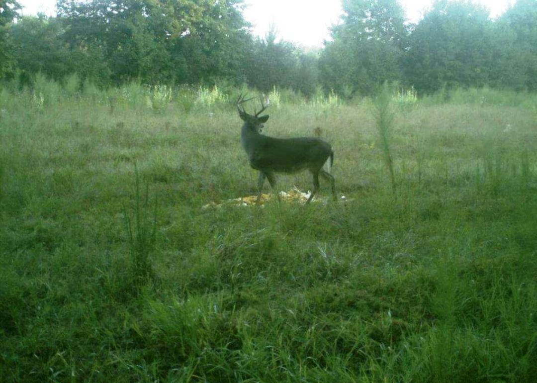 505 Dutch Neck Road Kingstree, SC 29556 - Photo 12 of 28 Lots of Wildlife
