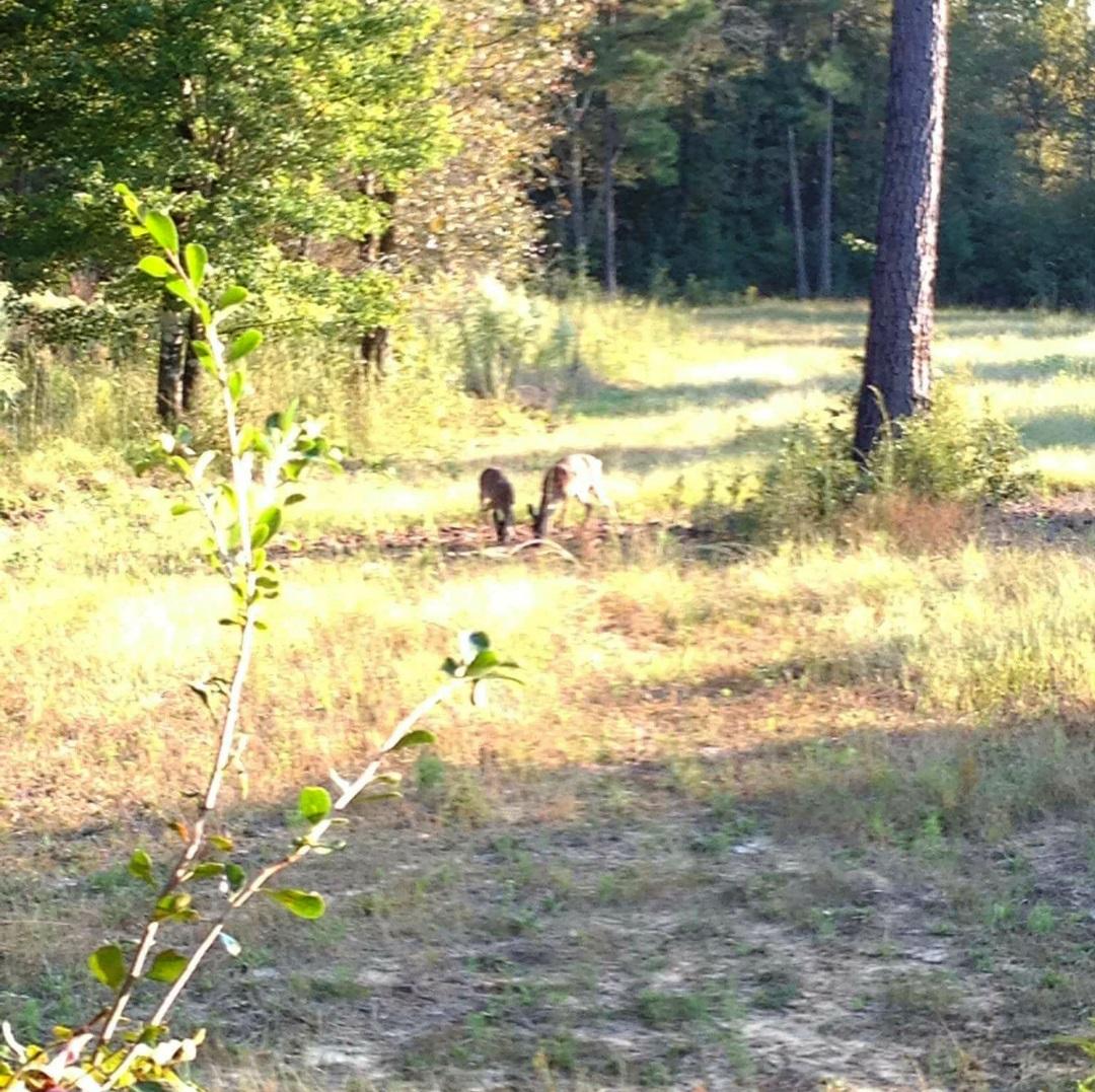 505 Dutch Neck Road Kingstree, SC 29556 - Photo 13 of 28 Deer