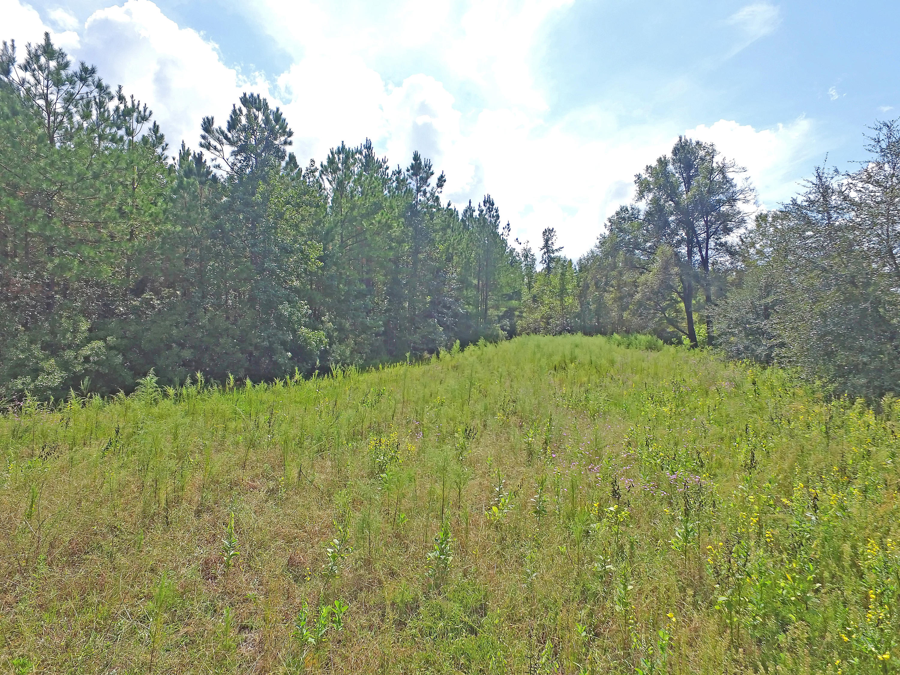 505 Dutch Neck Road Kingstree, SC 29556 - Photo 27 of 28 Cleared Homesite