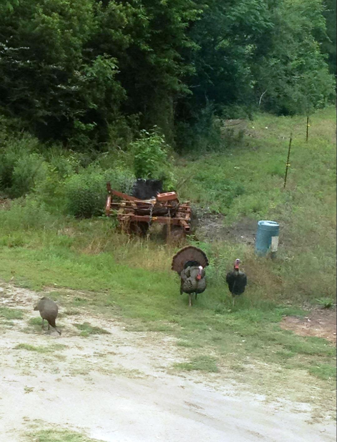 Wild Turkeys