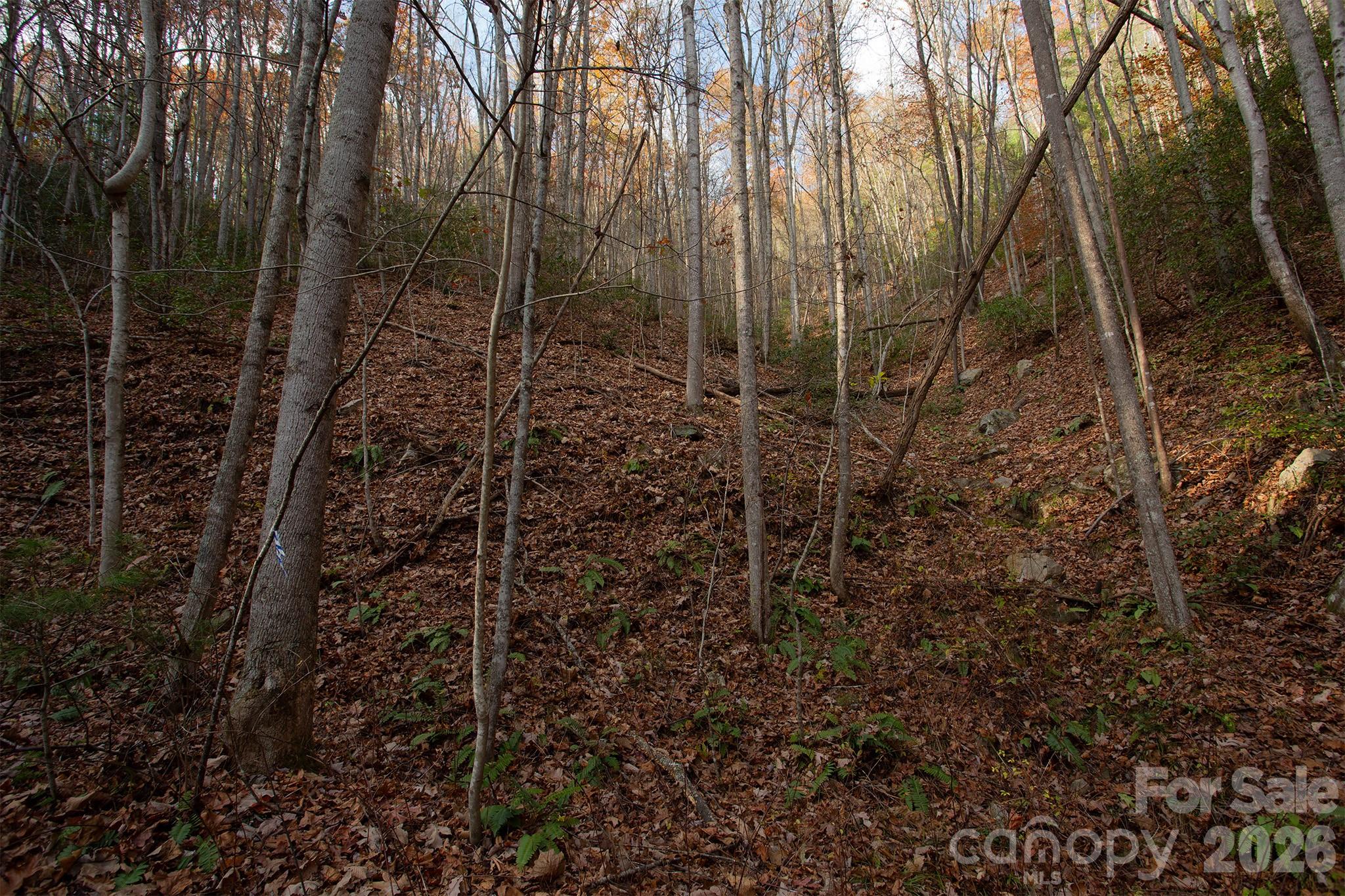 Tbd Tbd Rector Branch Road, Unit 4 Marshall, NC 28753 - Photo 4 of 8 a view of a forest with a tree