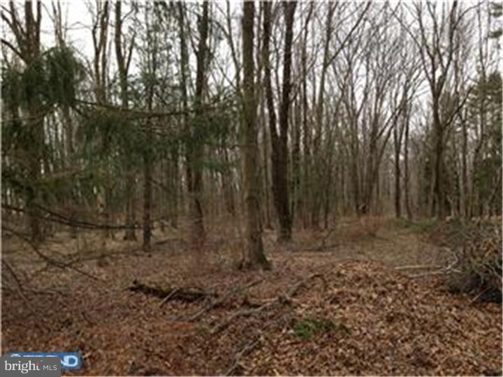 4666 Province Line Road Princeton, NJ 08540 - Photo 12 of 14 Back Yard