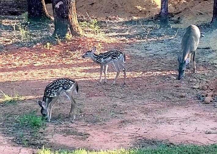 6260 Saufley Pines Road Pensacola, FL 32509 - Photo 43 of 44