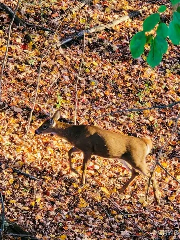 $349,900 | 5691 Ike Dixon Road, Camillus, NY 13031