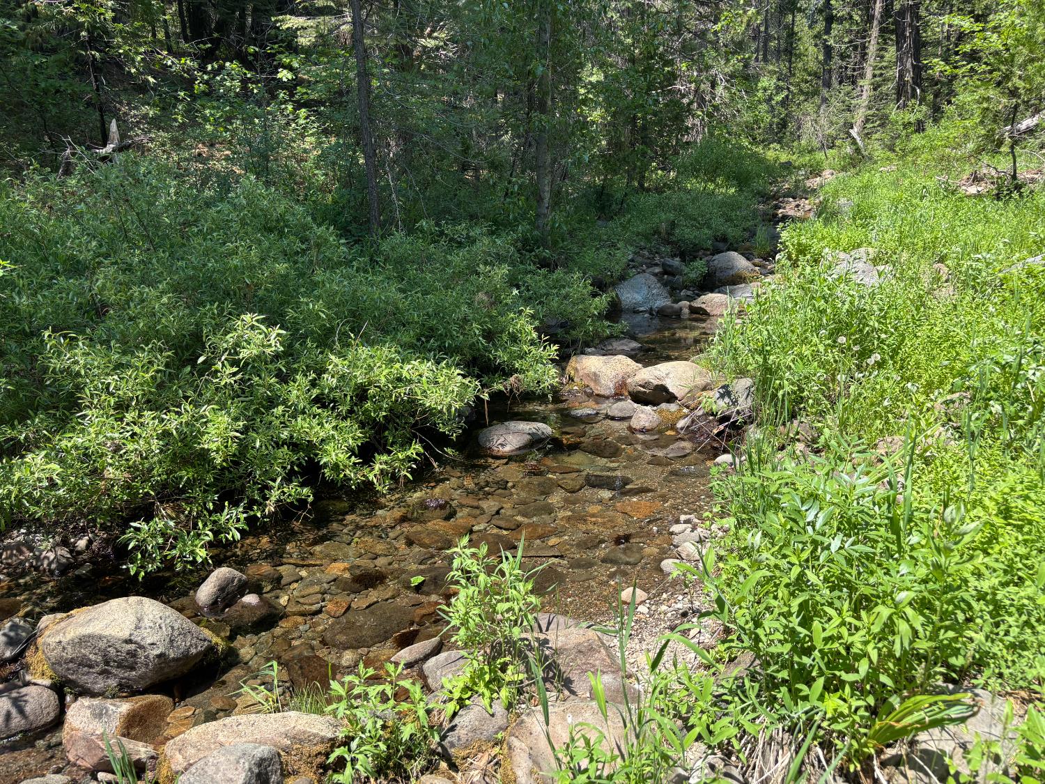 a view of a tree with plants