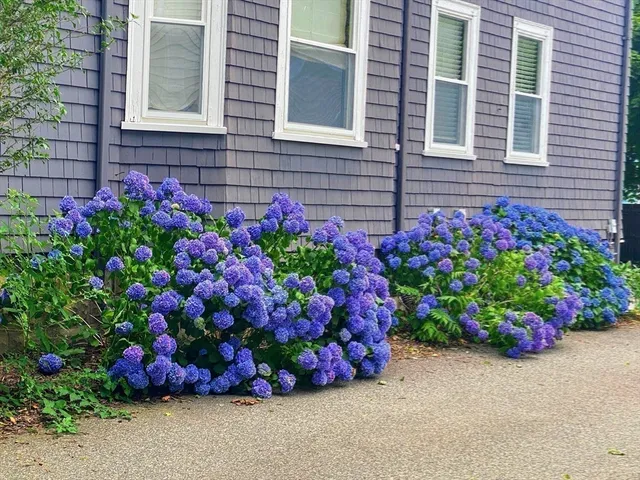 a view of a potted plants sitting in front of a house