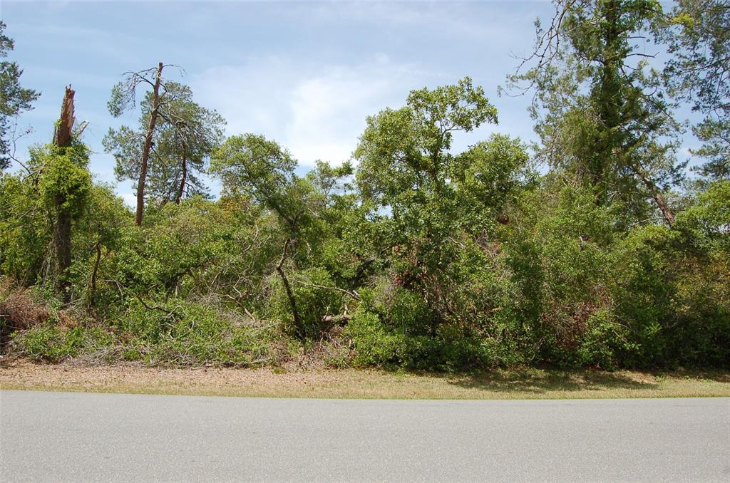 a view of a yard from a window