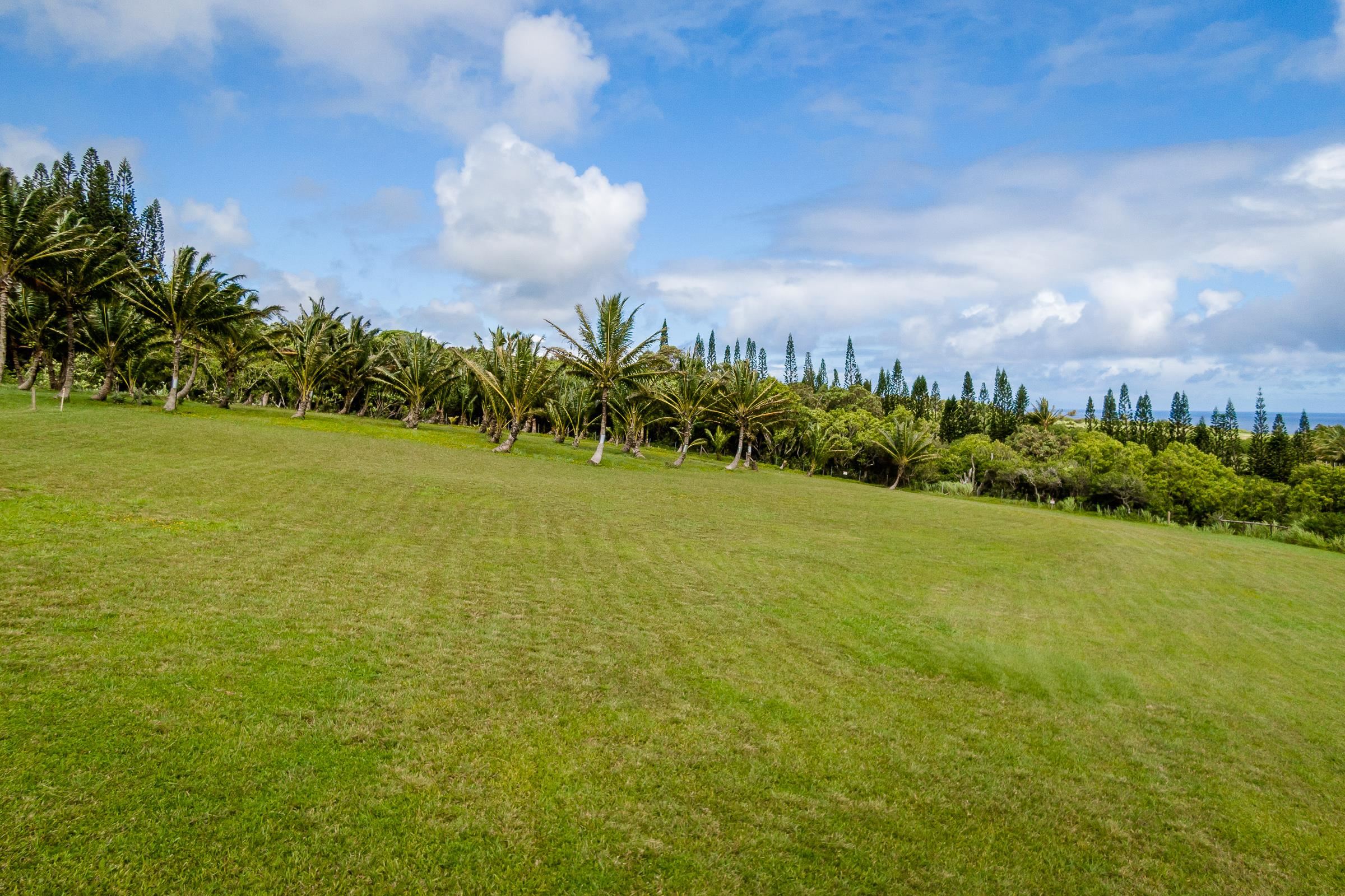 300 Mehana Road, Unit A Haiku, HI 96708 - Photo 14 of 21 a view of a big yard with plants and large trees