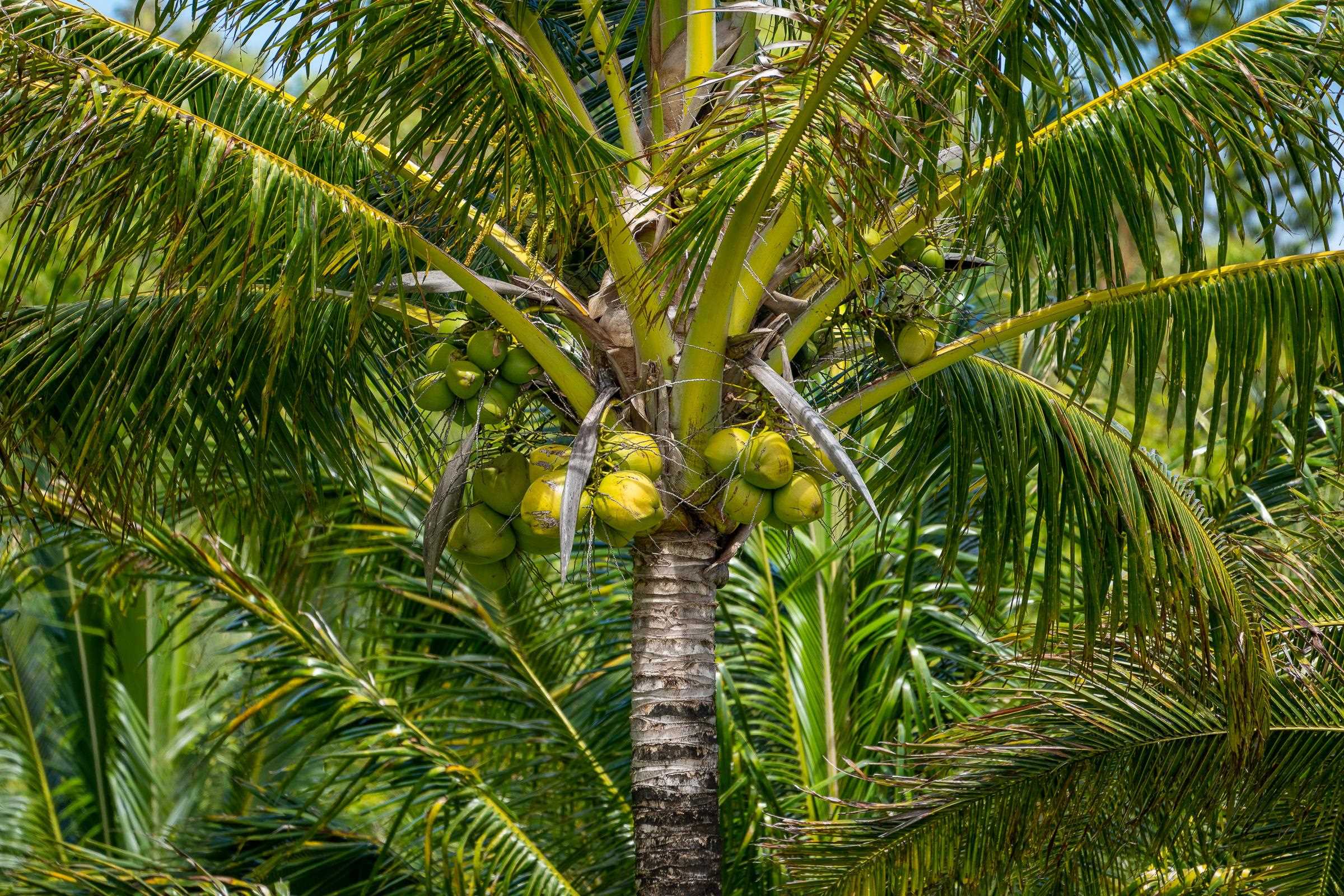 300 Mehana Road, Unit A Haiku, HI 96708 - Photo 17 of 21 a view of a plant