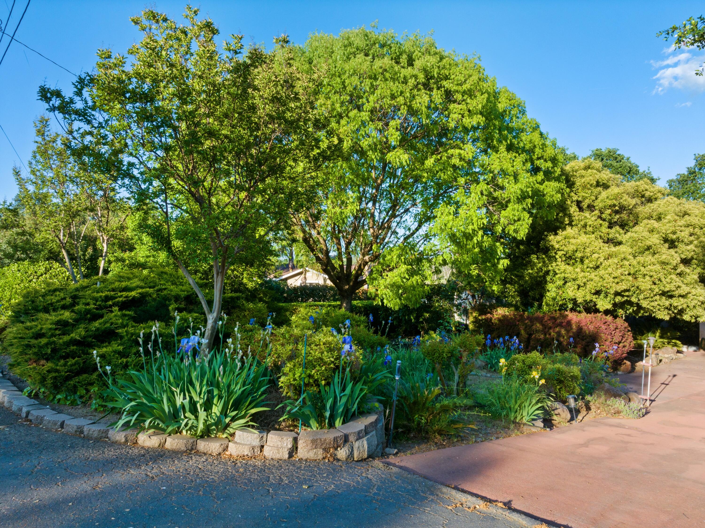 15560 China Rapids Drive Red Bluff, CA 96080 - Photo 42 of 43 a plant is in a garden