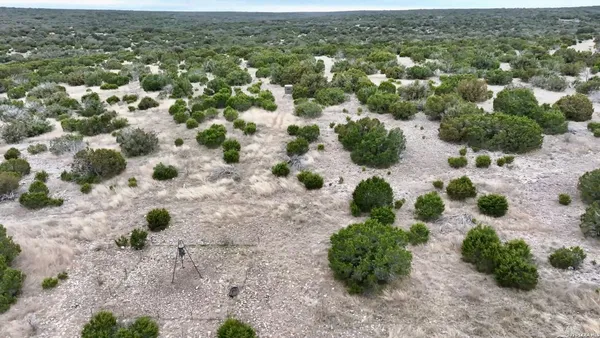 a view of a garden with a plant