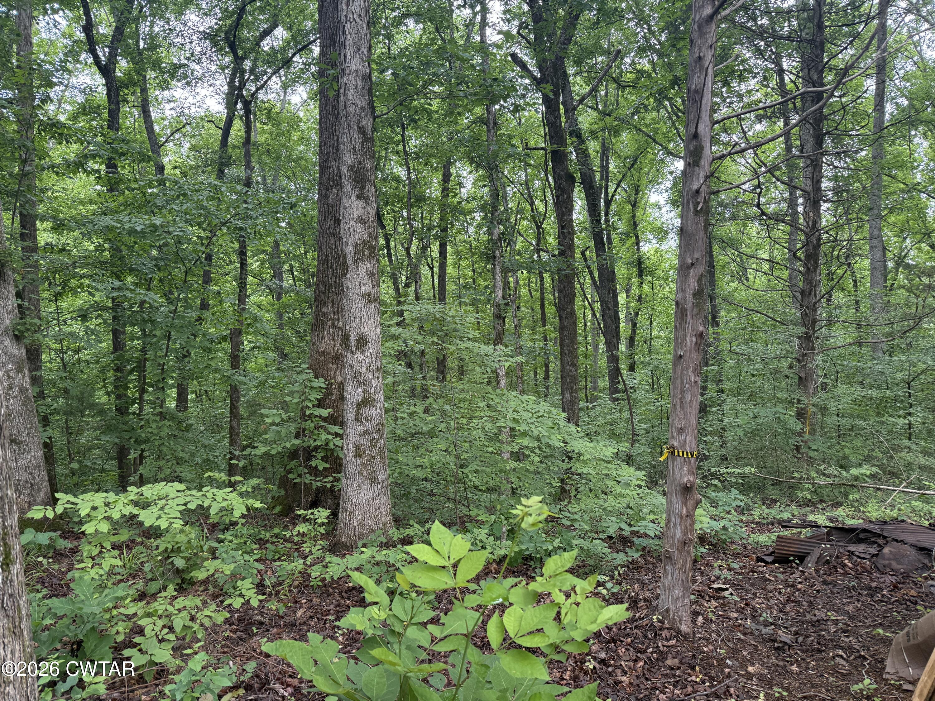 1782 Smith Chapel Road Decaturville, TN 38329 - Photo 19 of 22 a view of a forest with trees