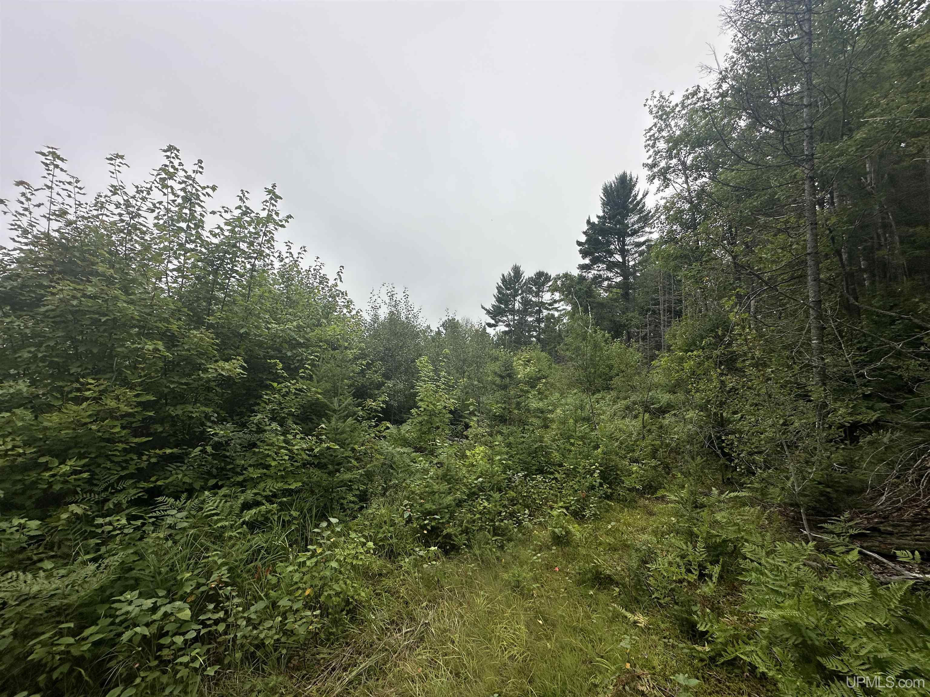 Off South Arfelin Lake Road Michigamme, MI 49861 - Photo 4 of 16