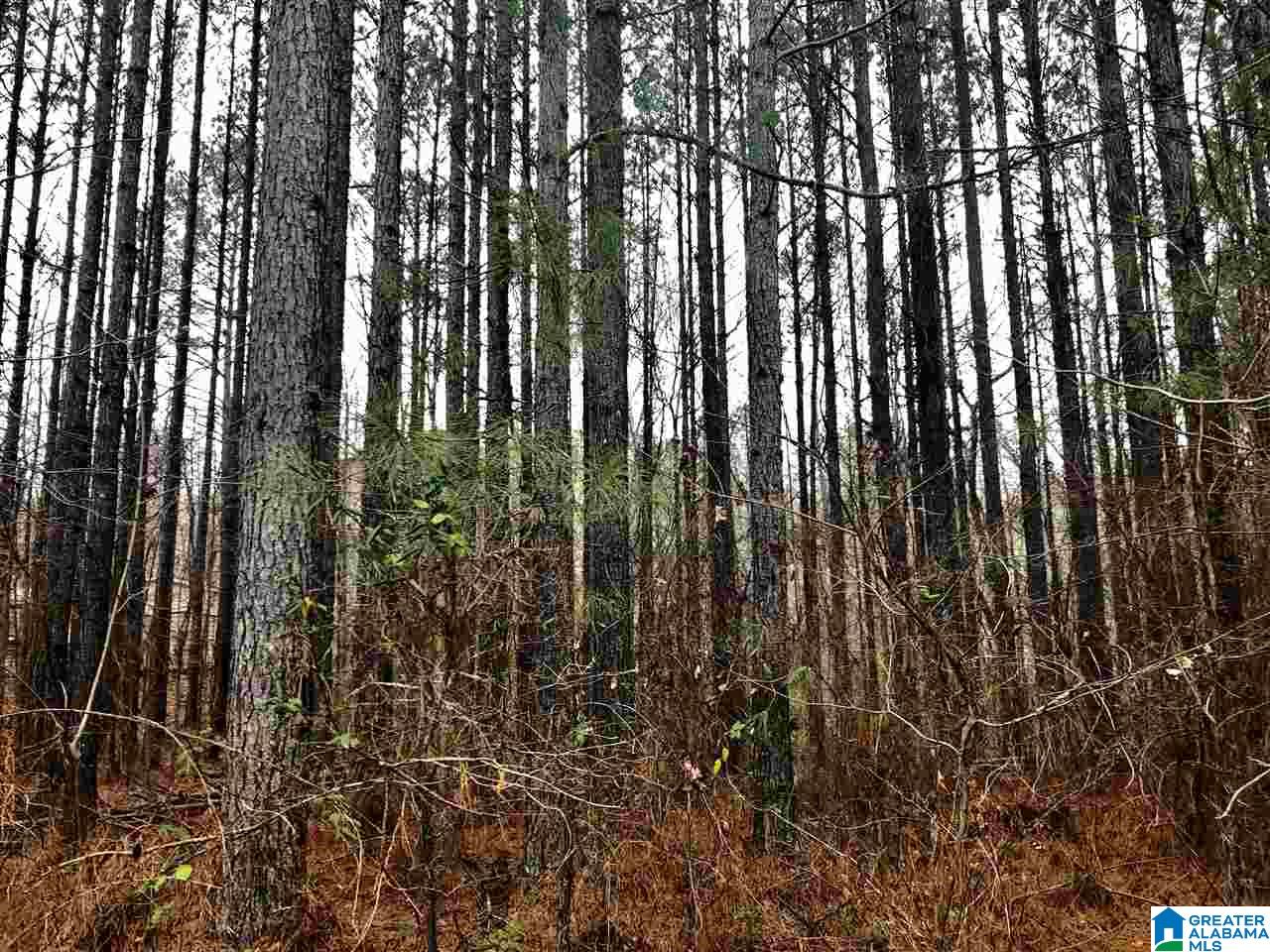 4040 Sportsman Lake Road, Unit 1 Odenville, AL 35120 - Photo 2 of 11