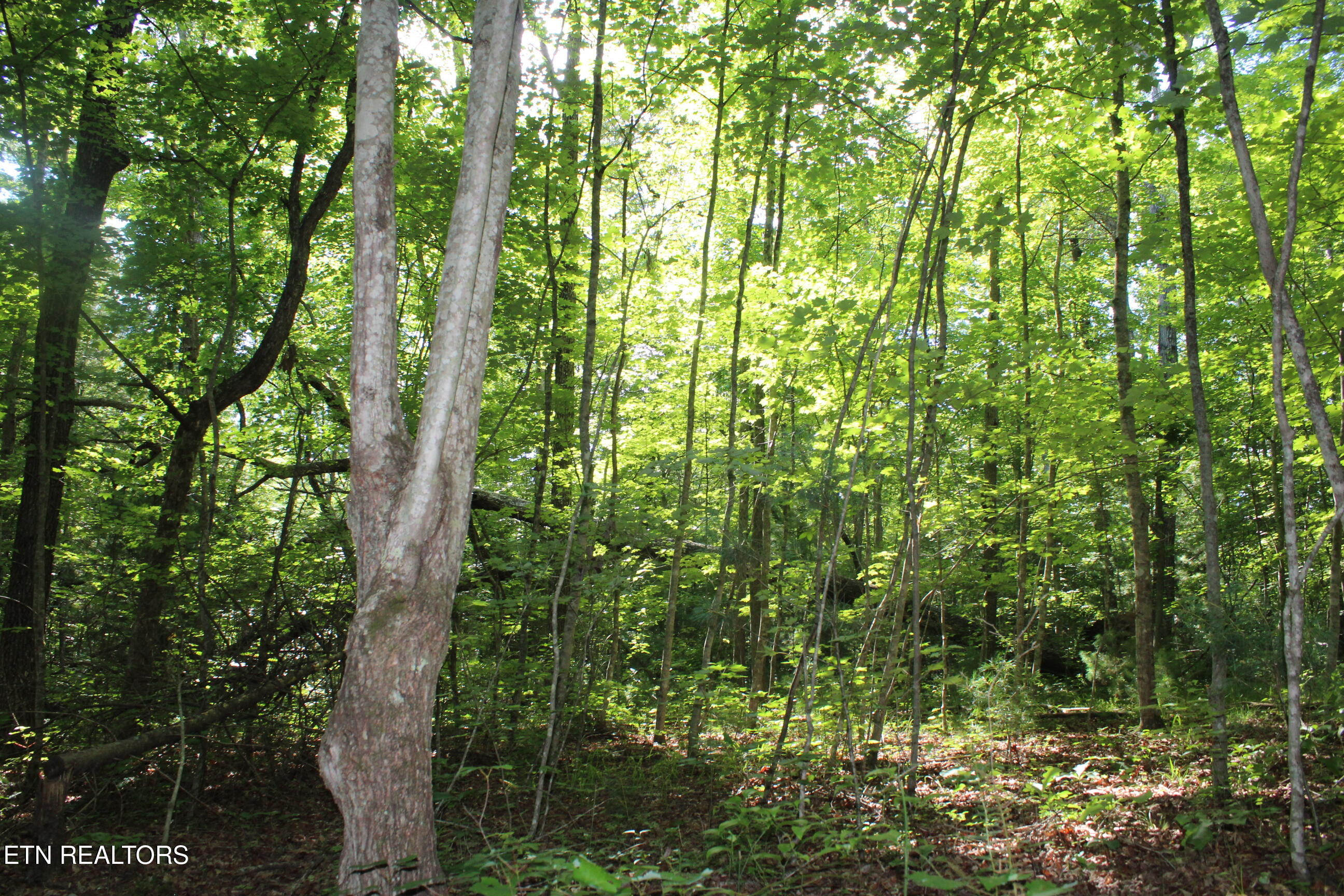 704 Annadel Road Lancing, TN 37770 - Photo 39 of 39 041
