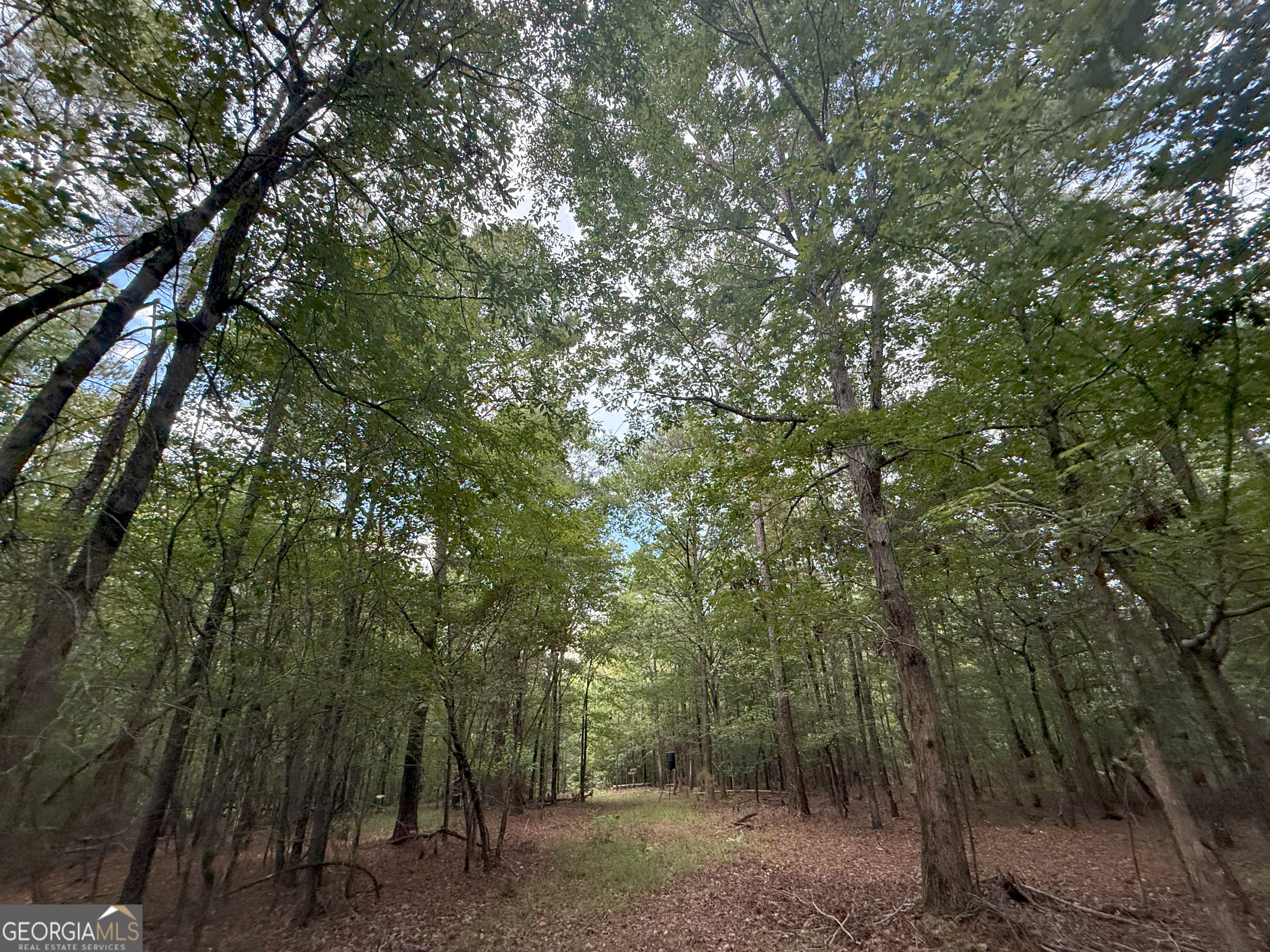 3 Bunch Road Tignall, GA 30668 - Photo 11 of 51 a view of a forest with trees in the background
