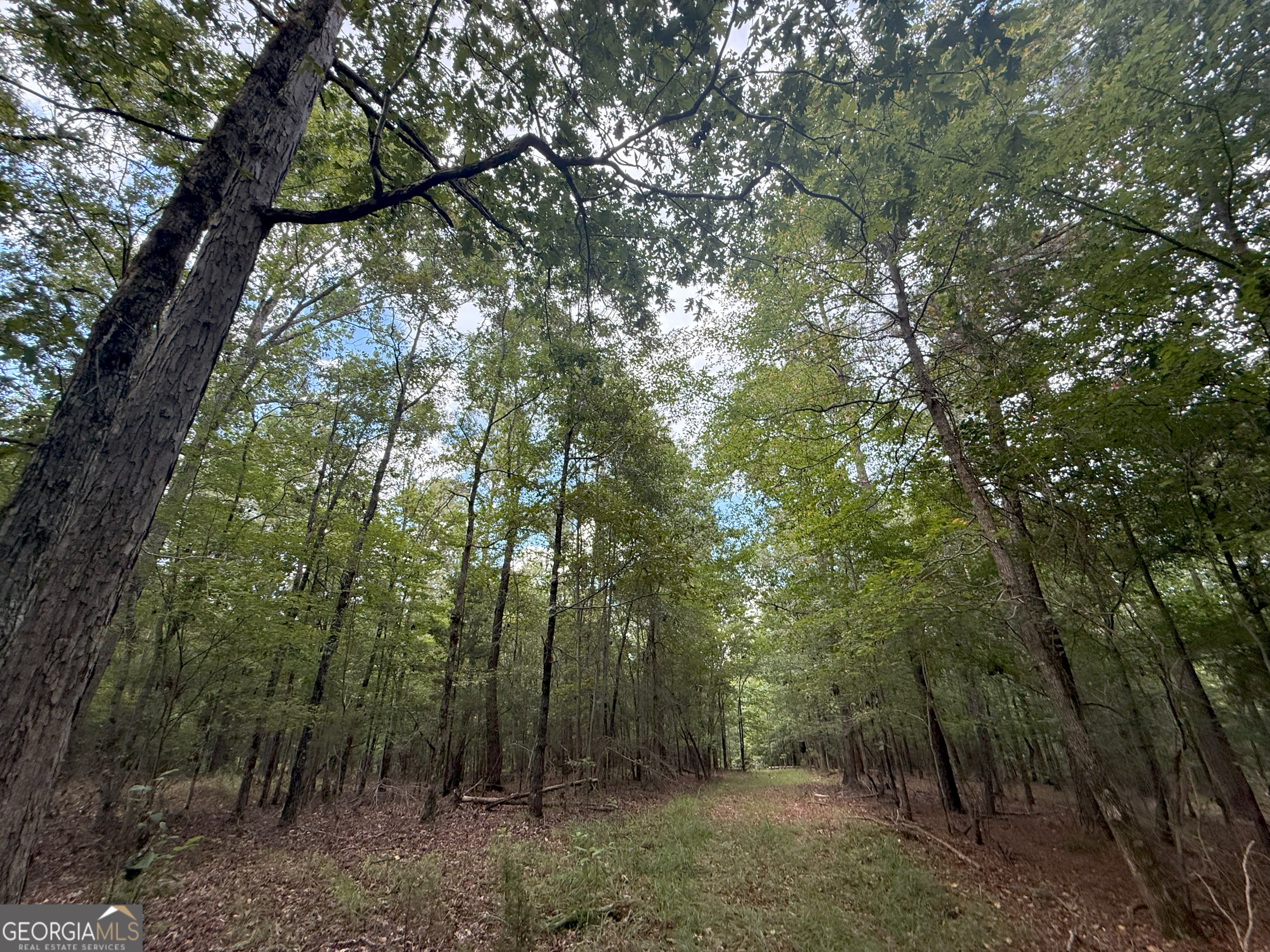 3 Bunch Road Tignall, GA 30668 - Photo 12 of 51 a view of a forest with trees in the background