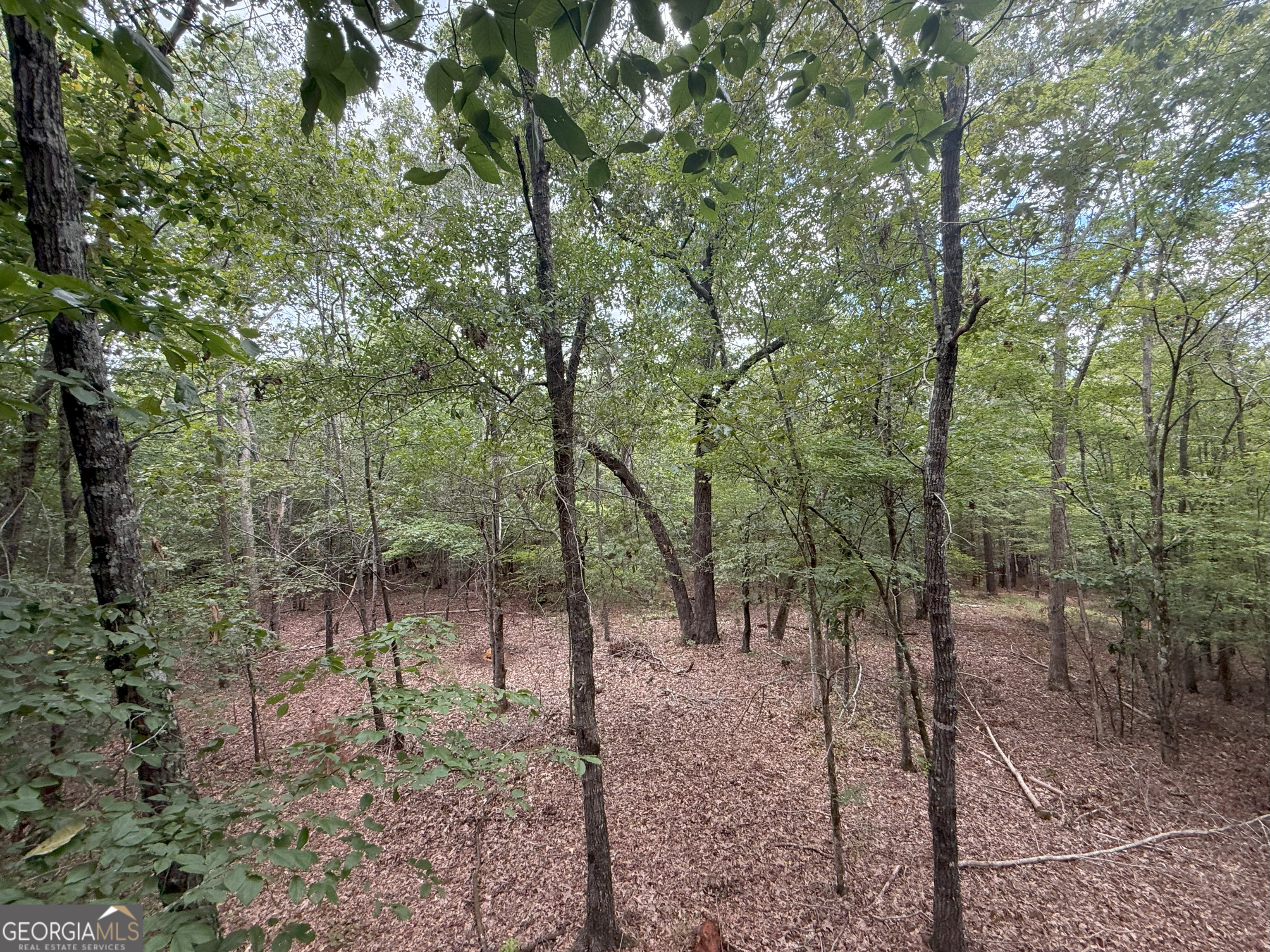 3 Bunch Road Tignall, GA 30668 - Photo 14 of 51 a view of a forest with trees in the background