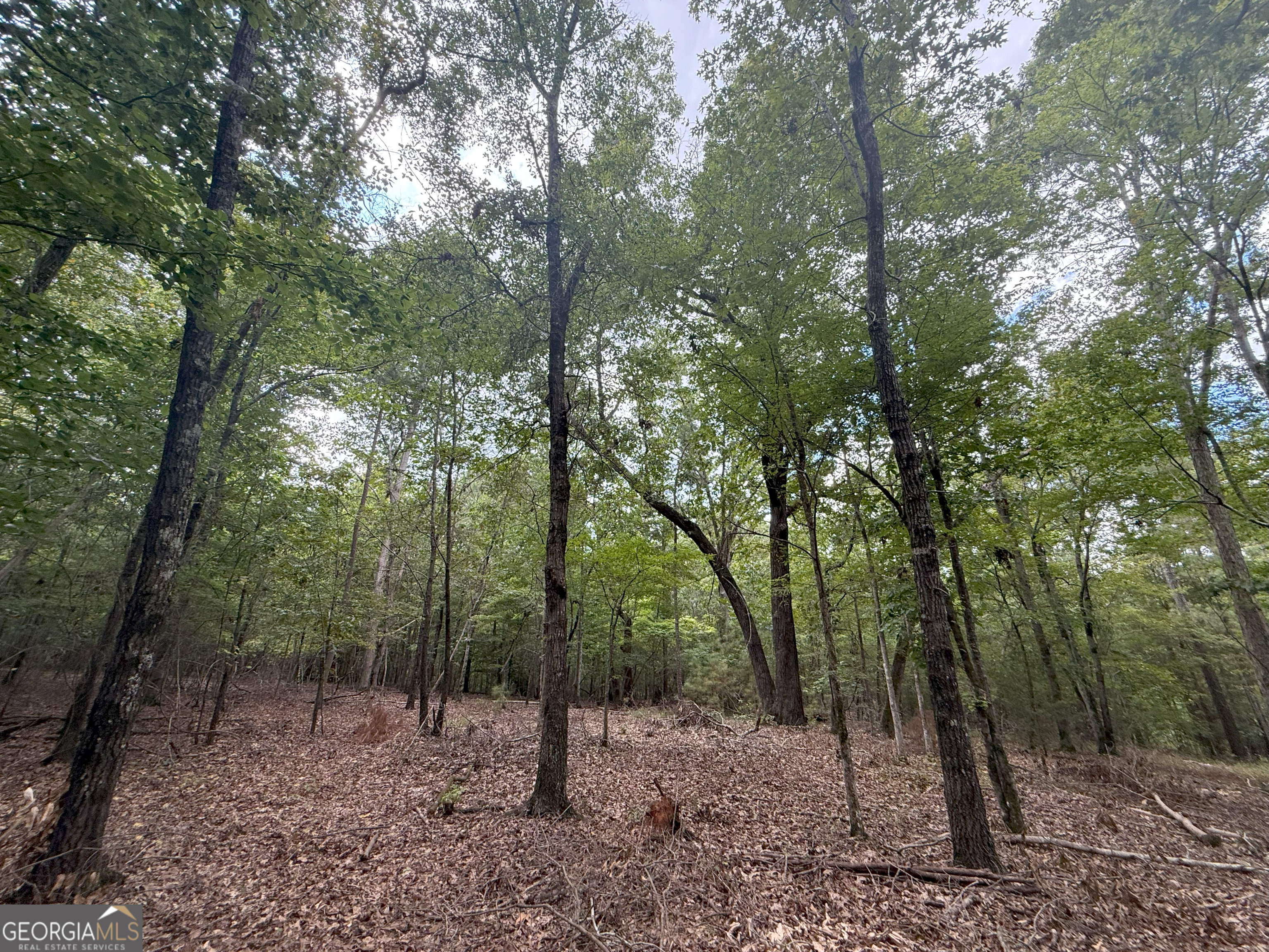3 Bunch Road Tignall, GA 30668 - Photo 16 of 51 a view of a forest
