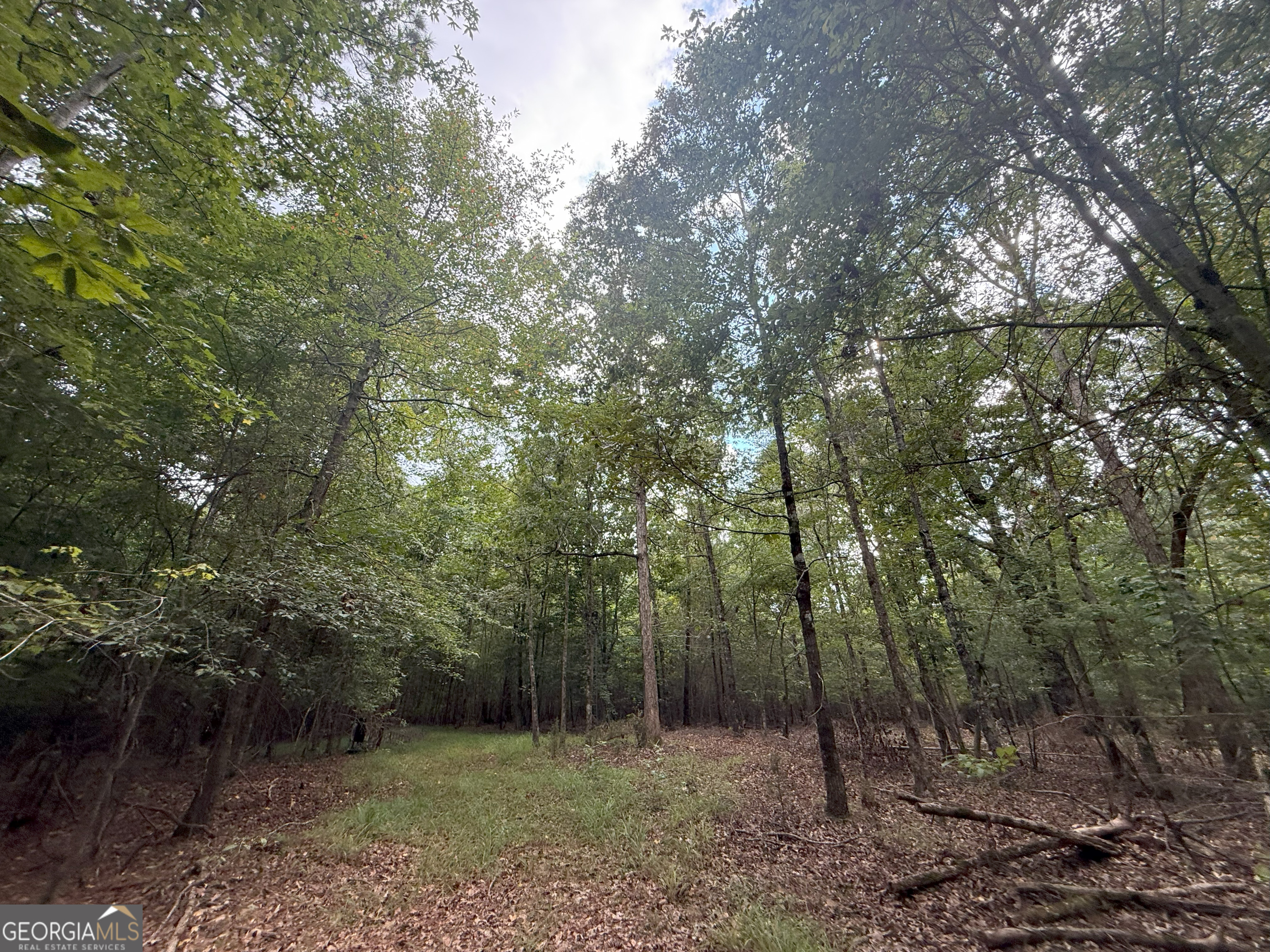 3 Bunch Road Tignall, GA 30668 - Photo 18 of 51 a view of a forest with trees in the background