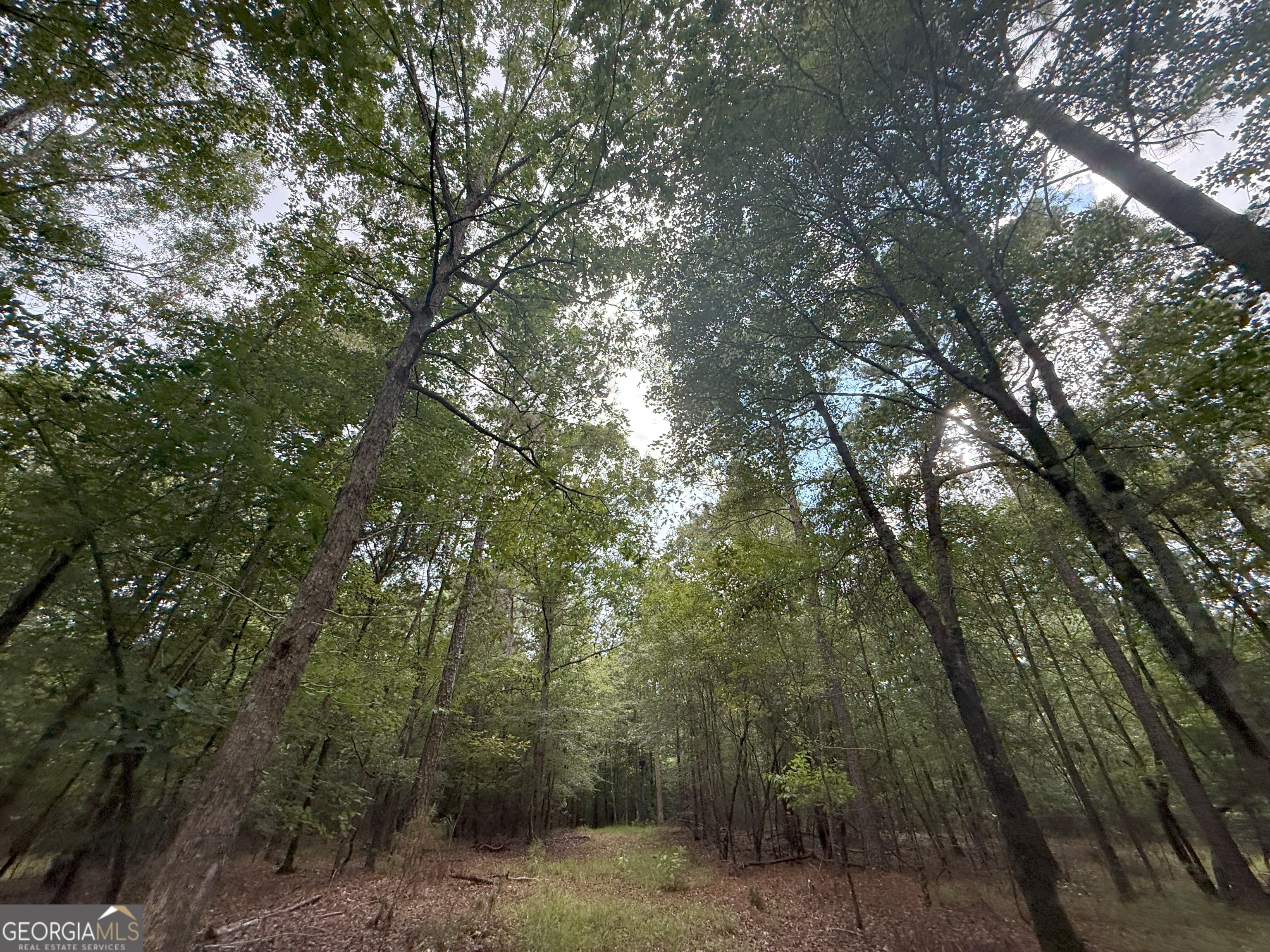 3 Bunch Road Tignall, GA 30668 - Photo 19 of 51 a view of a forest with trees in the background