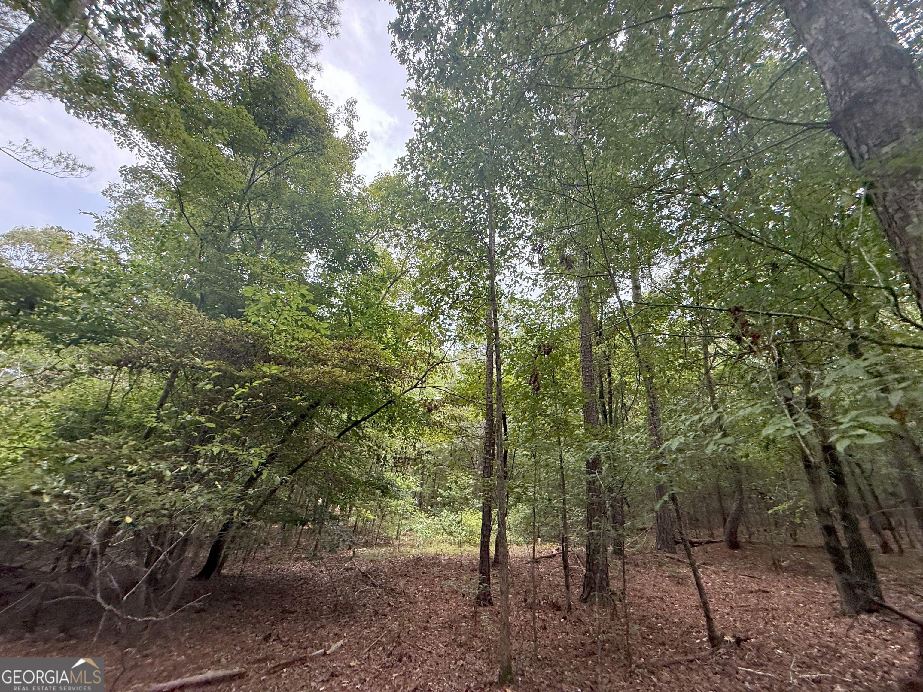 3 Bunch Road Tignall, GA 30668 - Photo 21 of 51 a view of a forest with trees in the background