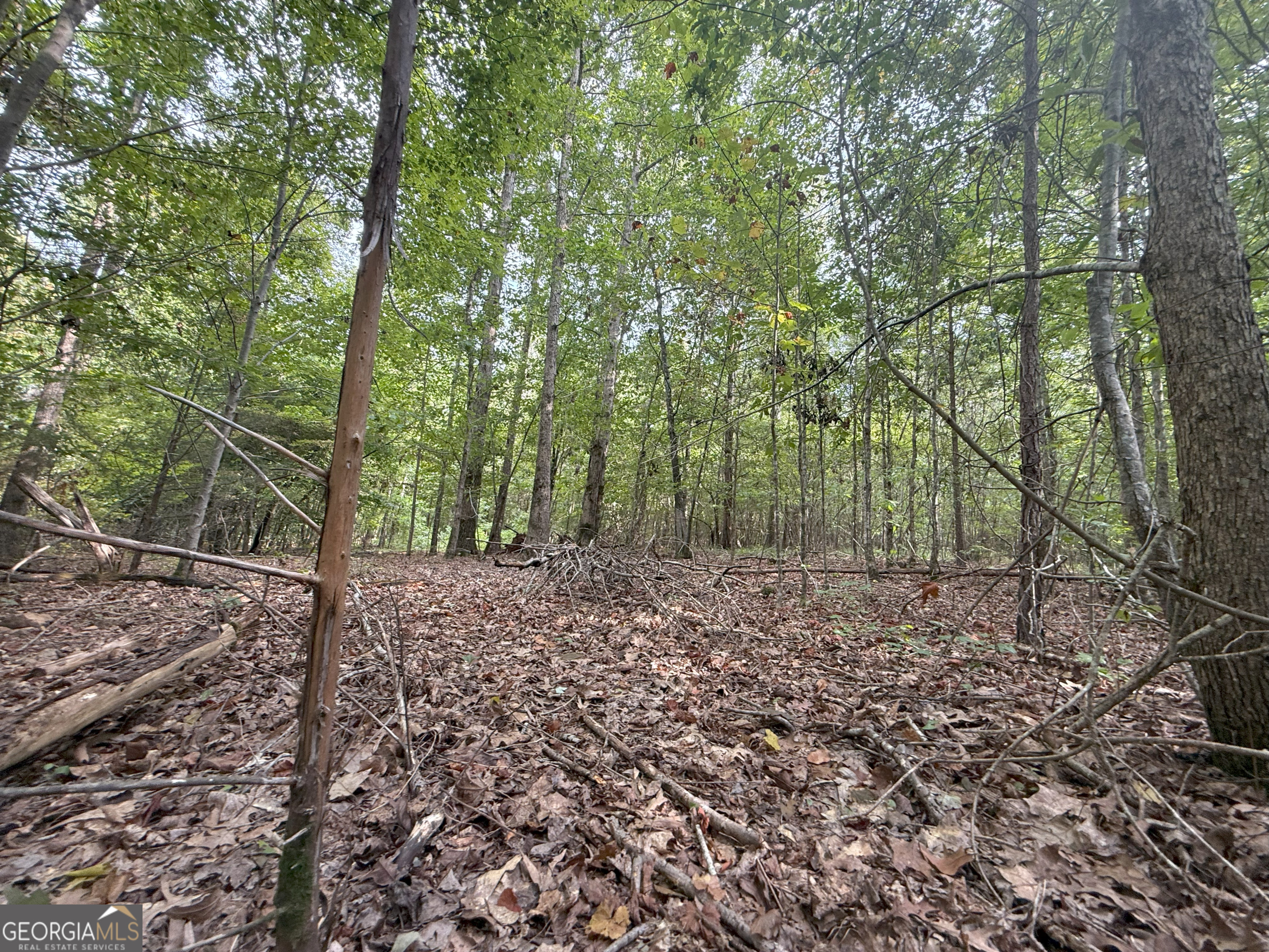 3 Bunch Road Tignall, GA 30668 - Photo 22 of 51 a view of a forest filled with trees