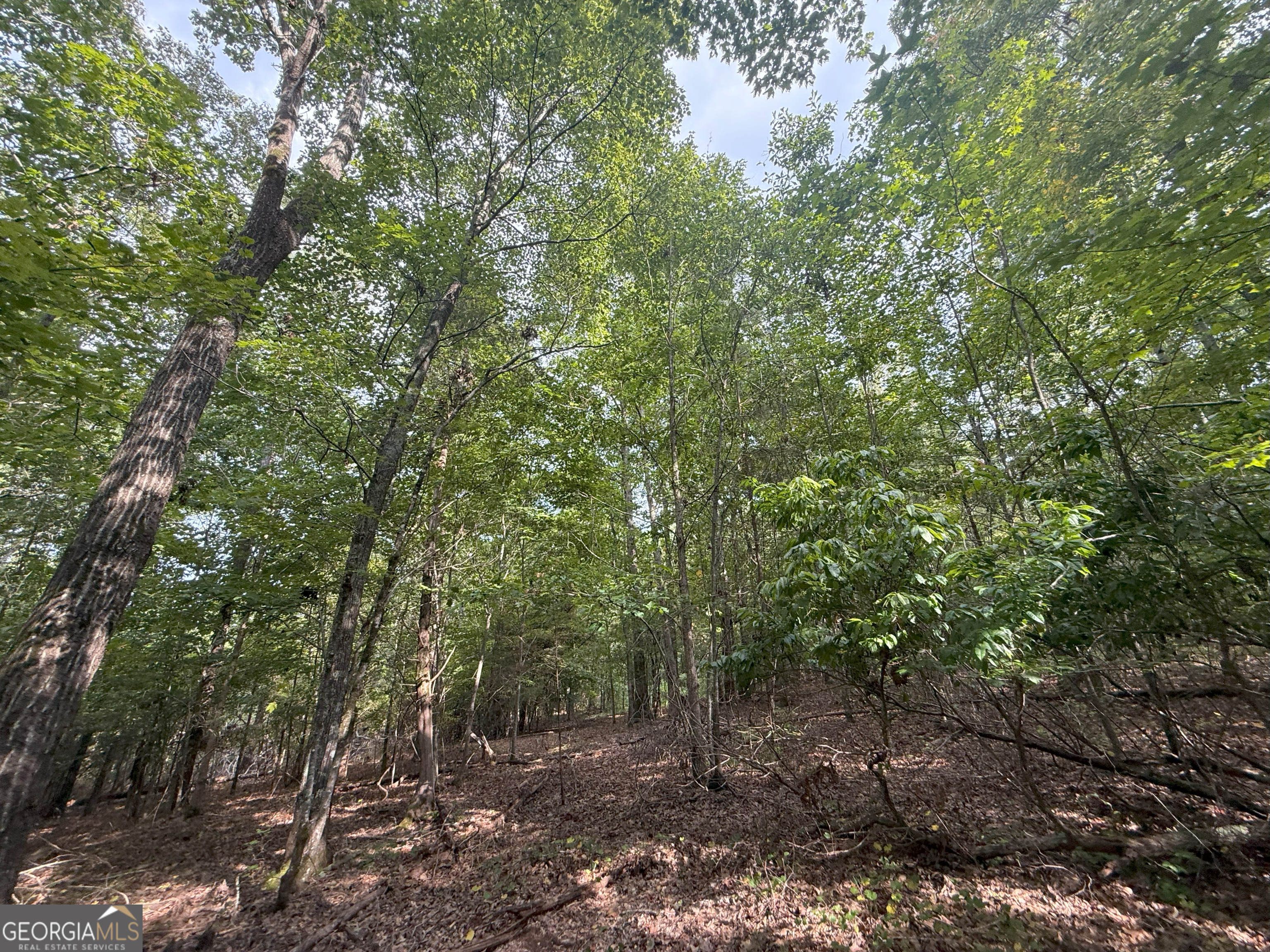 3 Bunch Road Tignall, GA 30668 - Photo 23 of 51 a view of a forest with trees in the background