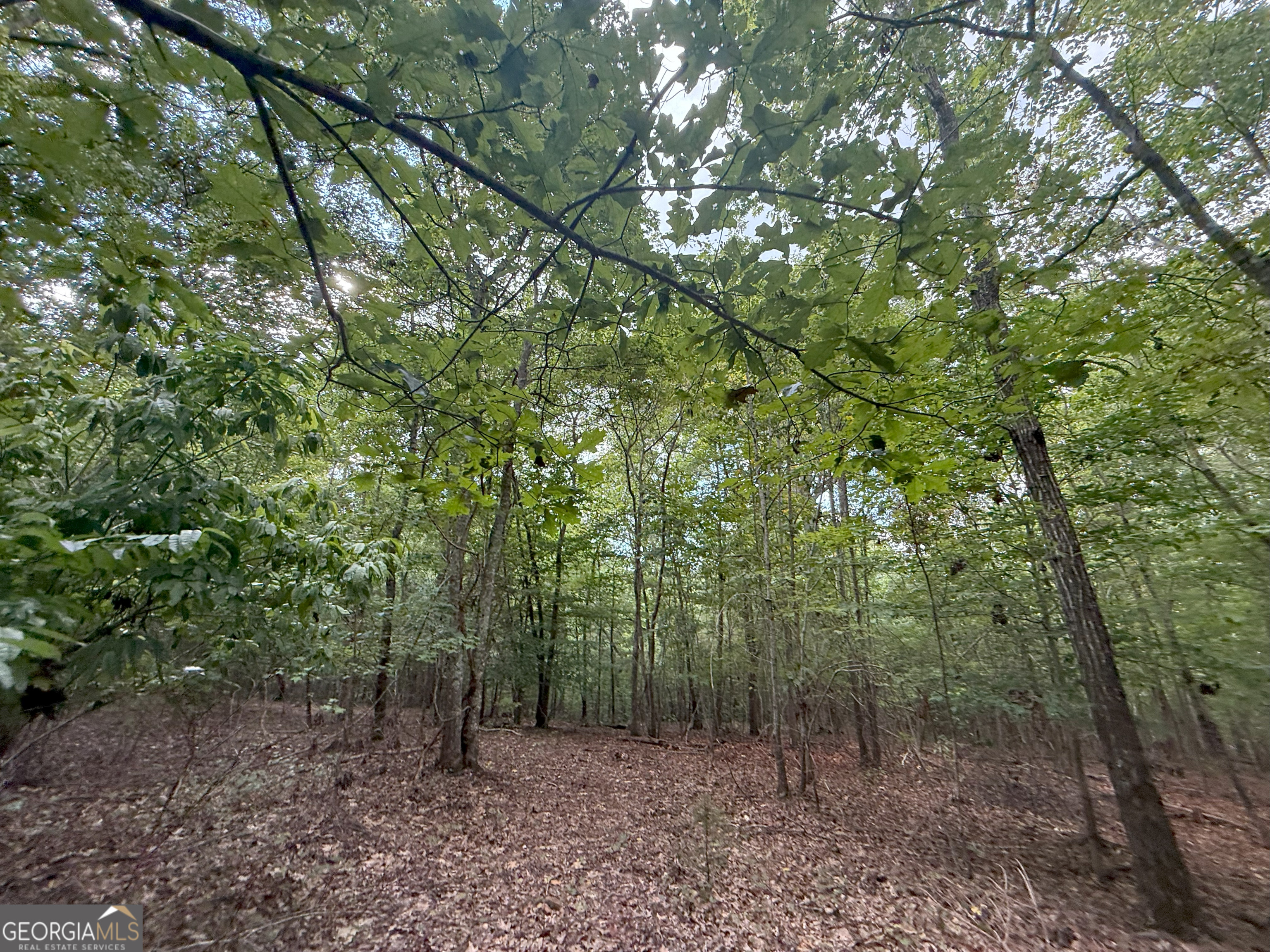 3 Bunch Road Tignall, GA 30668 - Photo 24 of 51 a view of a forest with trees in the background