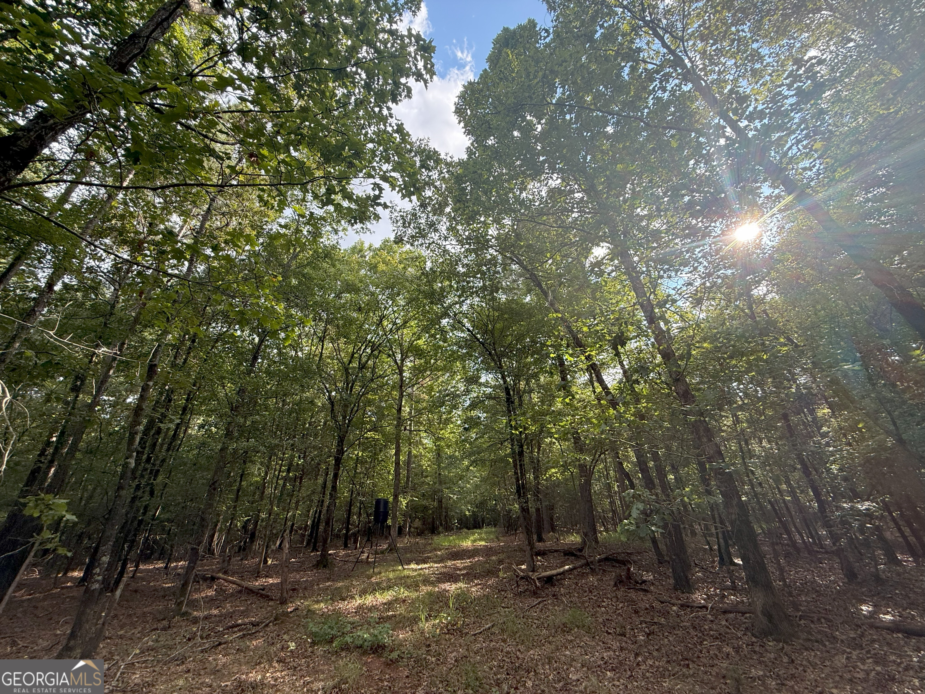 3 Bunch Road Tignall, GA 30668 - Photo 25 of 51 a view of a forest with trees in the background