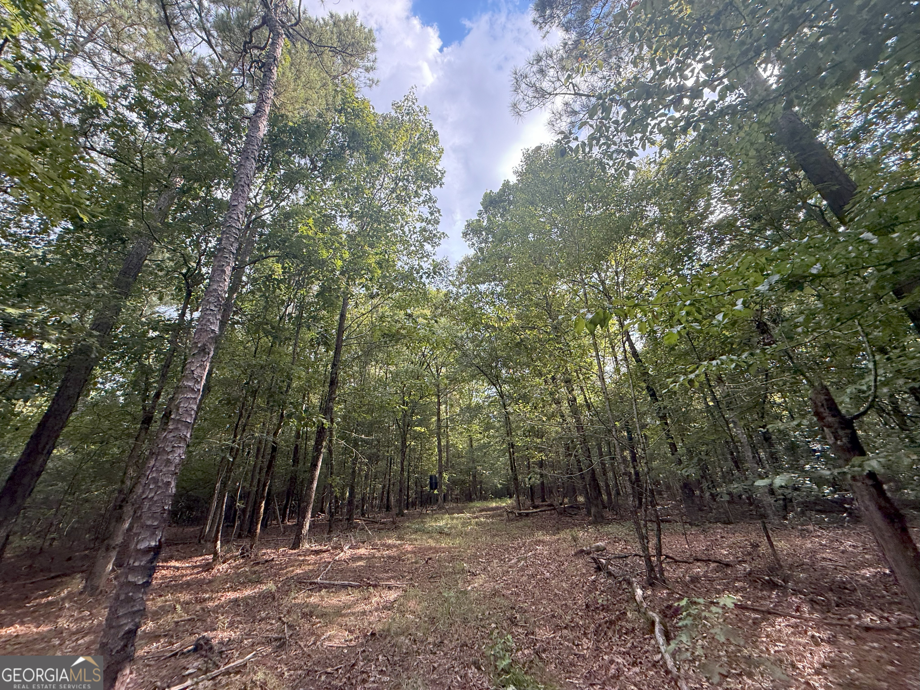 3 Bunch Road Tignall, GA 30668 - Photo 27 of 51 a view of a forest