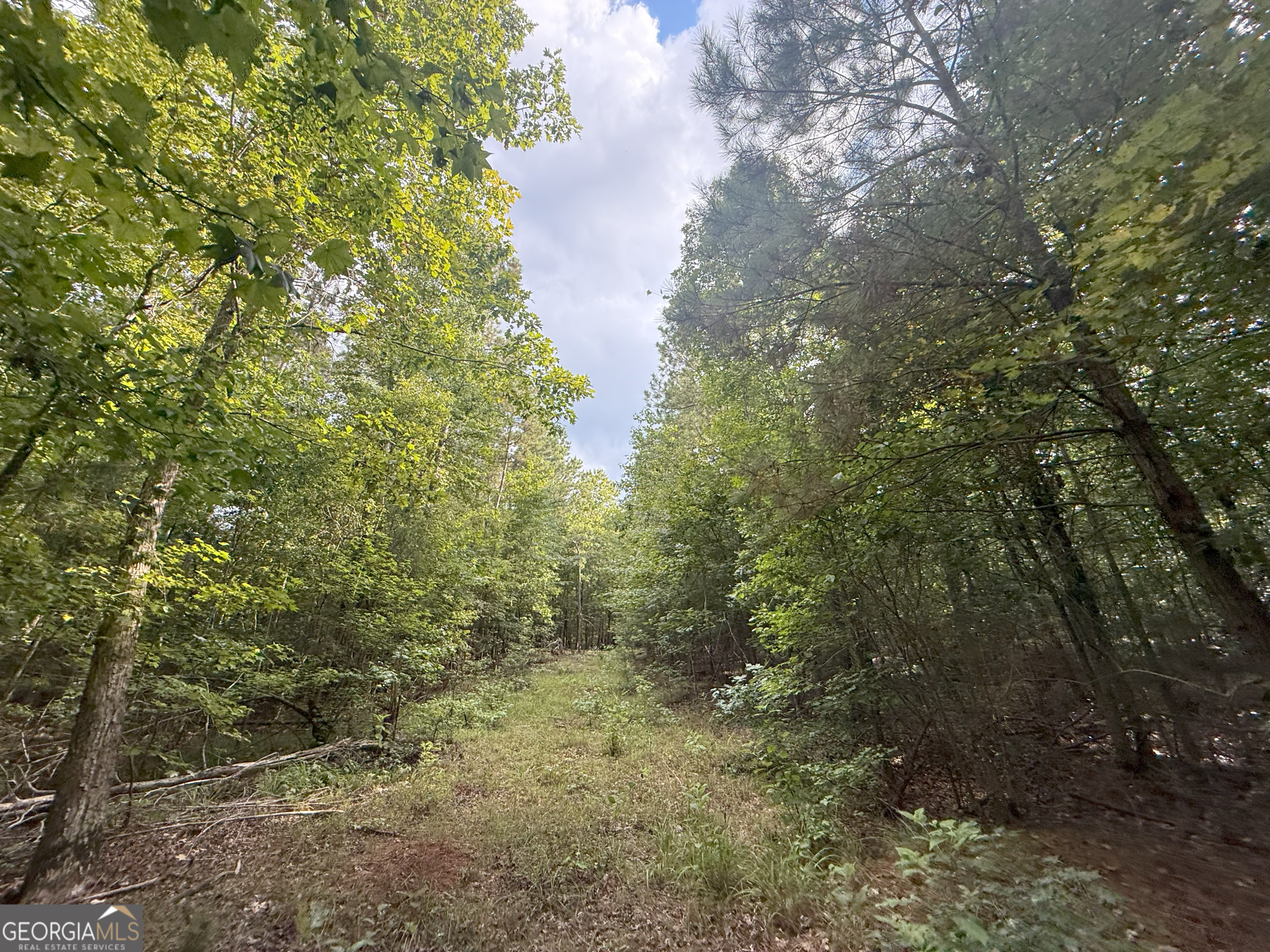 3 Bunch Road Tignall, GA 30668 - Photo 28 of 51 a view of a forest with lots of trees