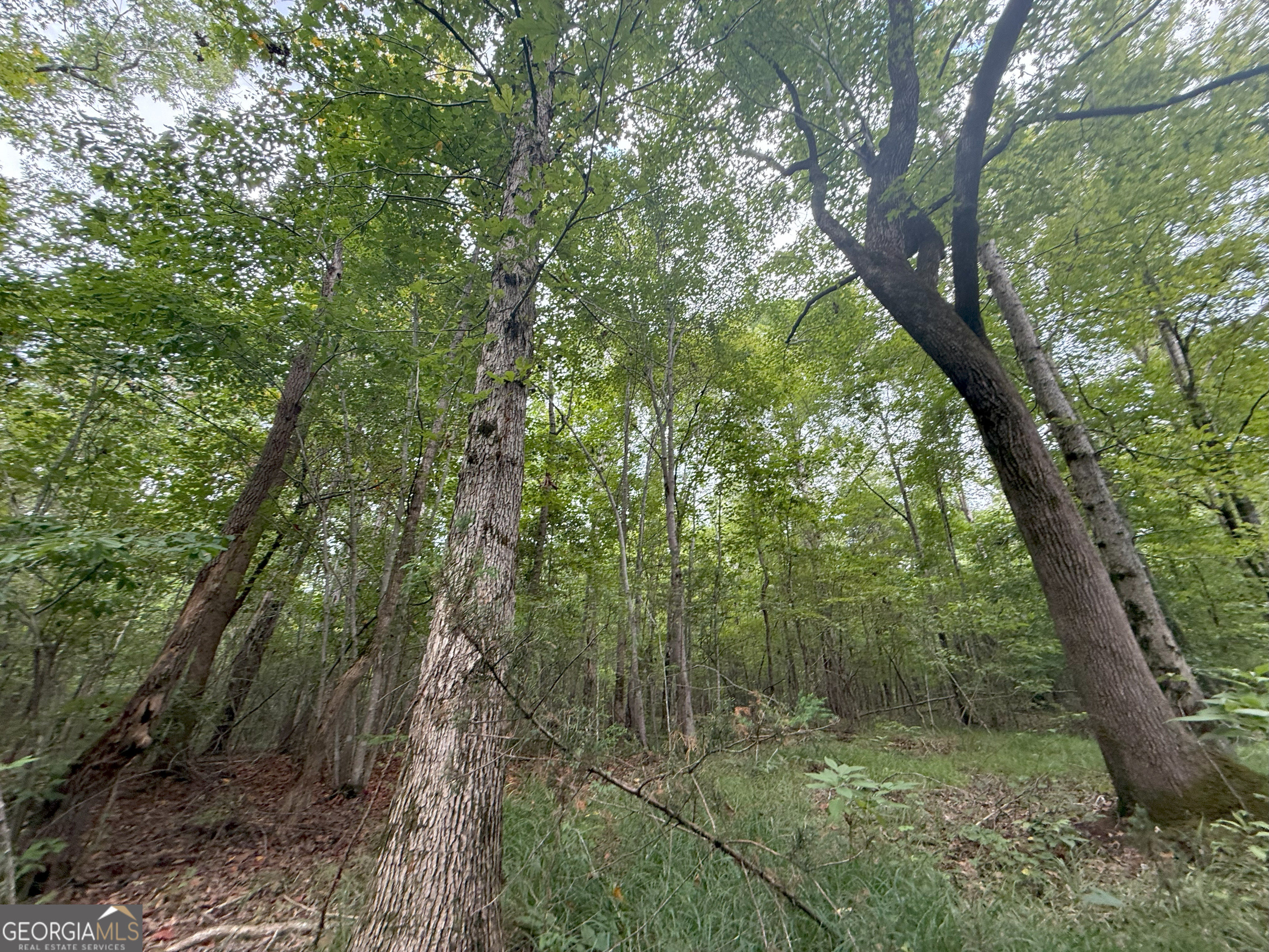 3 Bunch Road Tignall, GA 30668 - Photo 30 of 51 a view of a forest that has large trees