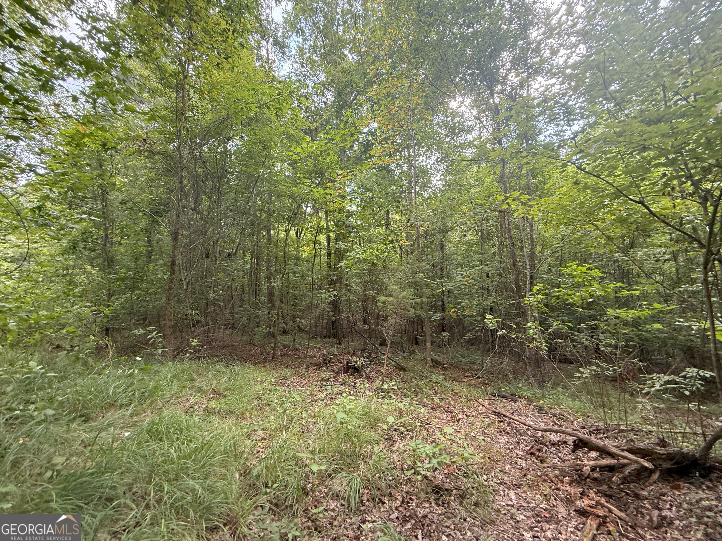 3 Bunch Road Tignall, GA 30668 - Photo 31 of 51 a view of a forest that has large trees