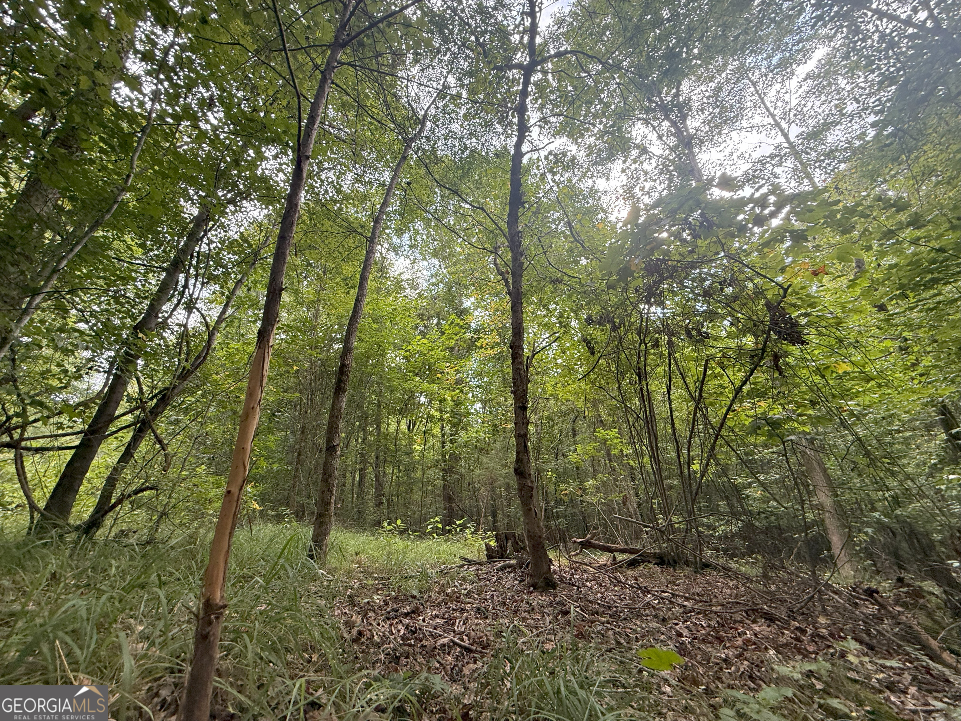 3 Bunch Road Tignall, GA 30668 - Photo 32 of 51 a view of a forest with trees