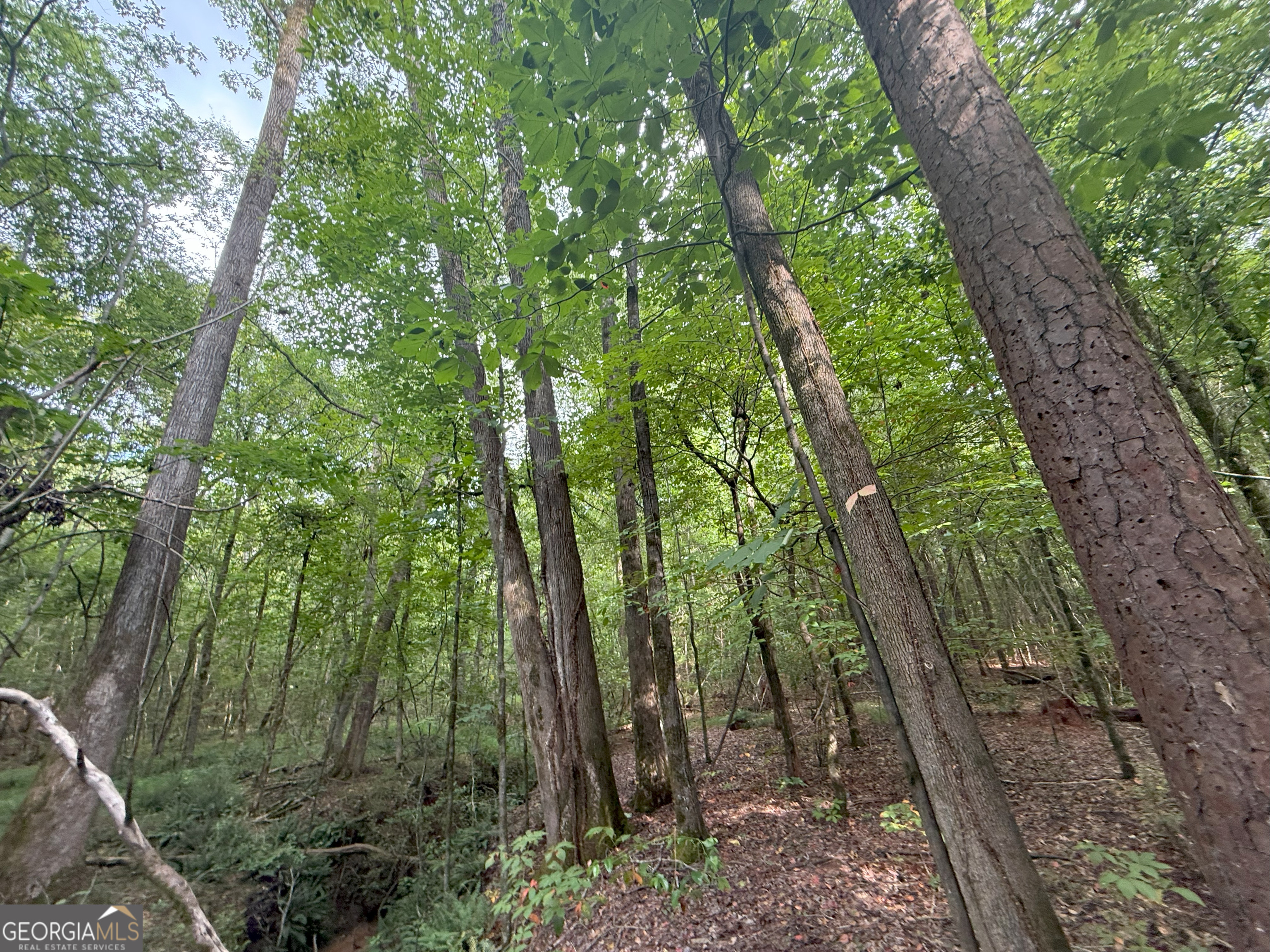 3 Bunch Road Tignall, GA 30668 - Photo 33 of 51 a backyard of a house with lots of green space