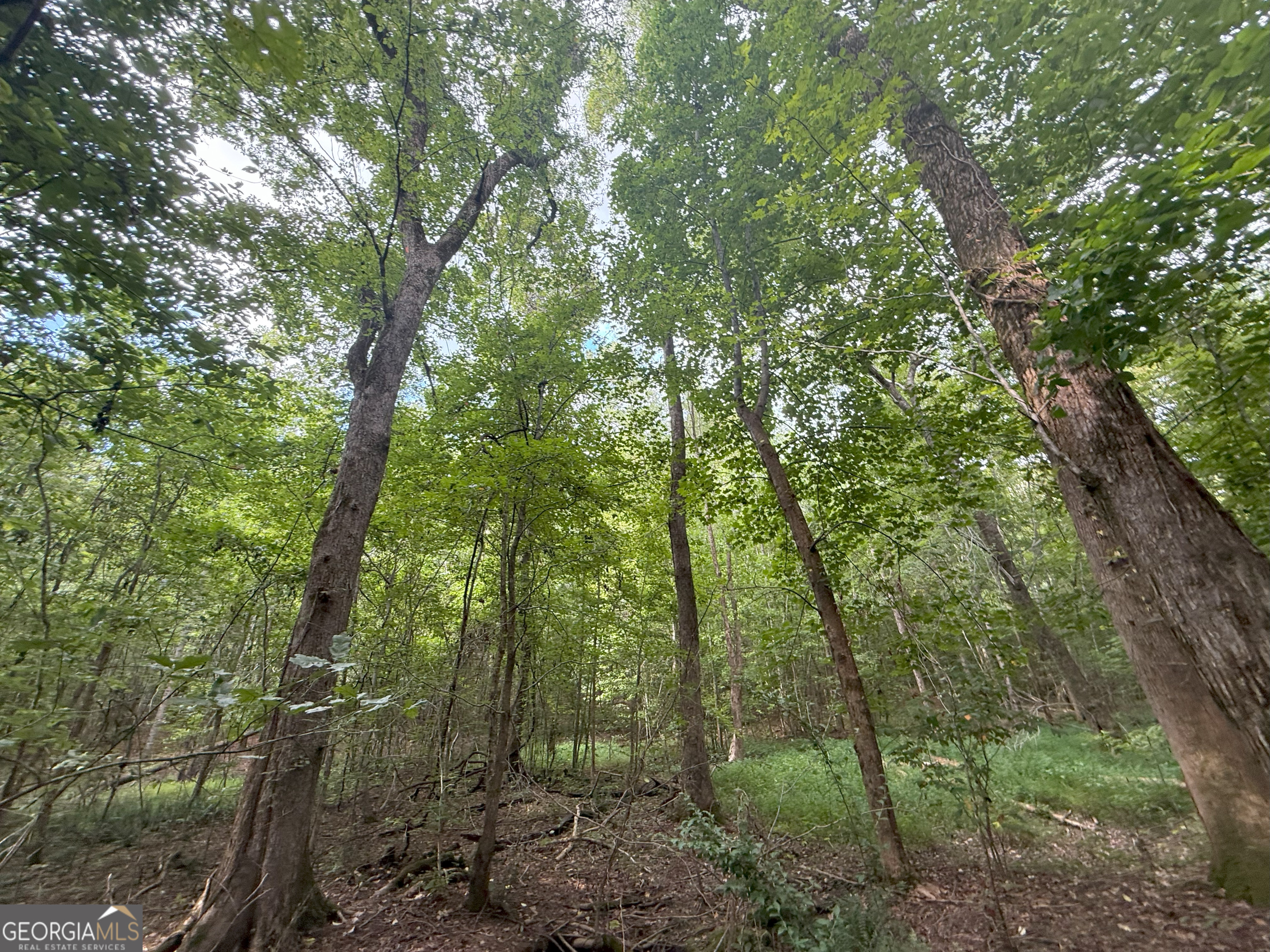 3 Bunch Road Tignall, GA 30668 - Photo 34 of 51 a view of a forest with lots of trees