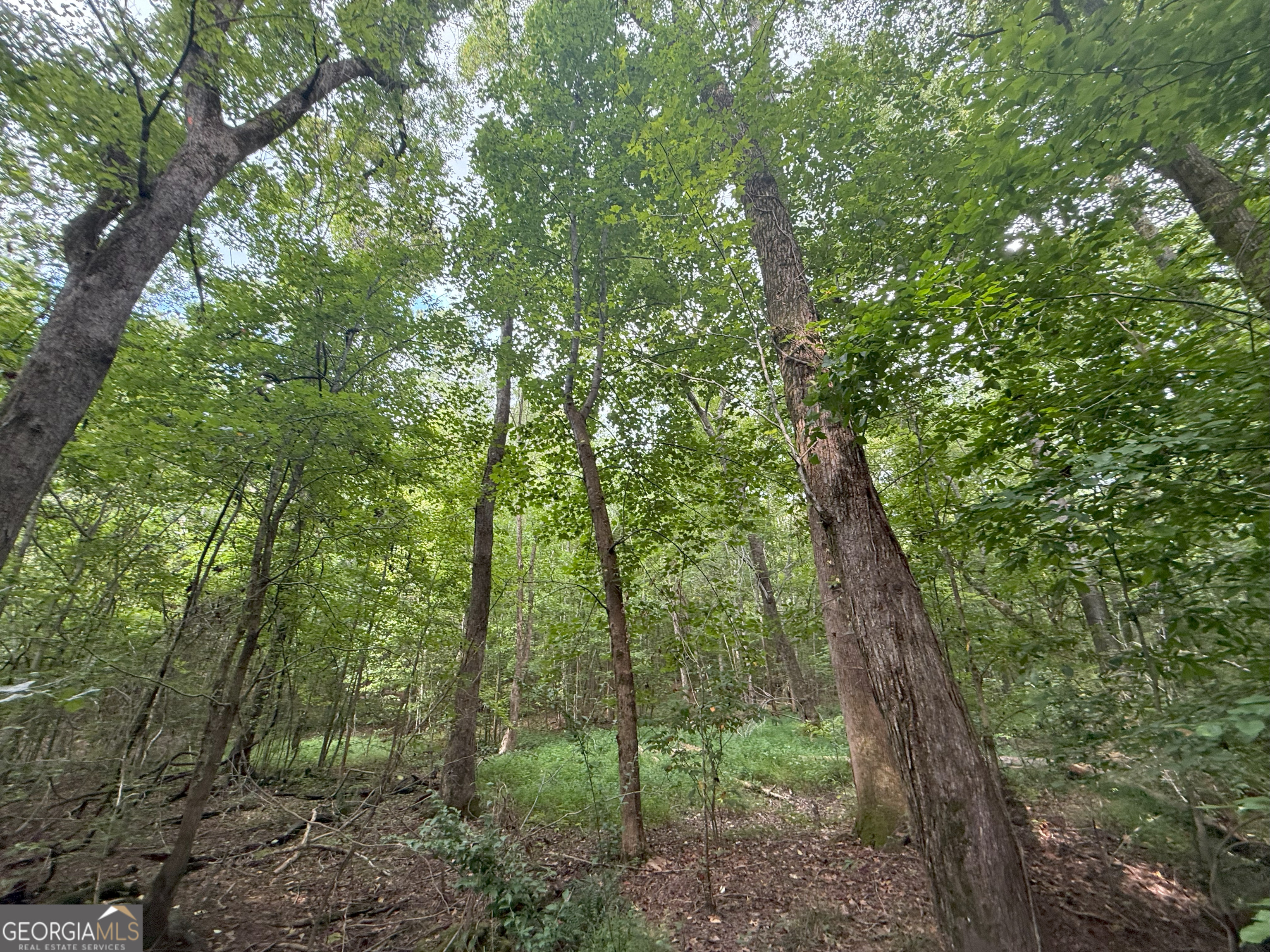 3 Bunch Road Tignall, GA 30668 - Photo 35 of 51 a view of a forest with trees