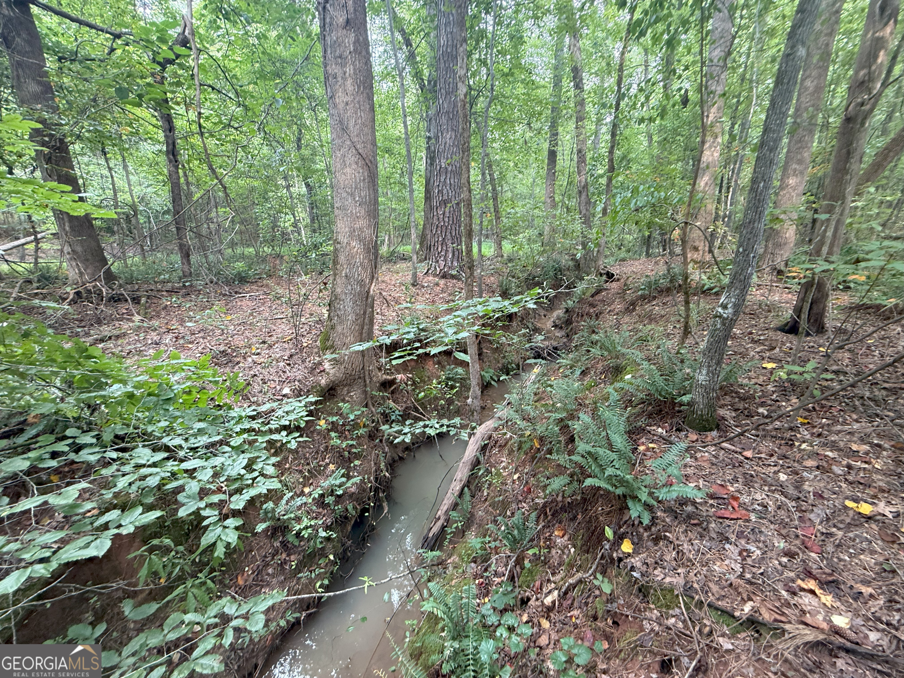 3 Bunch Road Tignall, GA 30668 - Photo 36 of 51 a view of a forest with trees