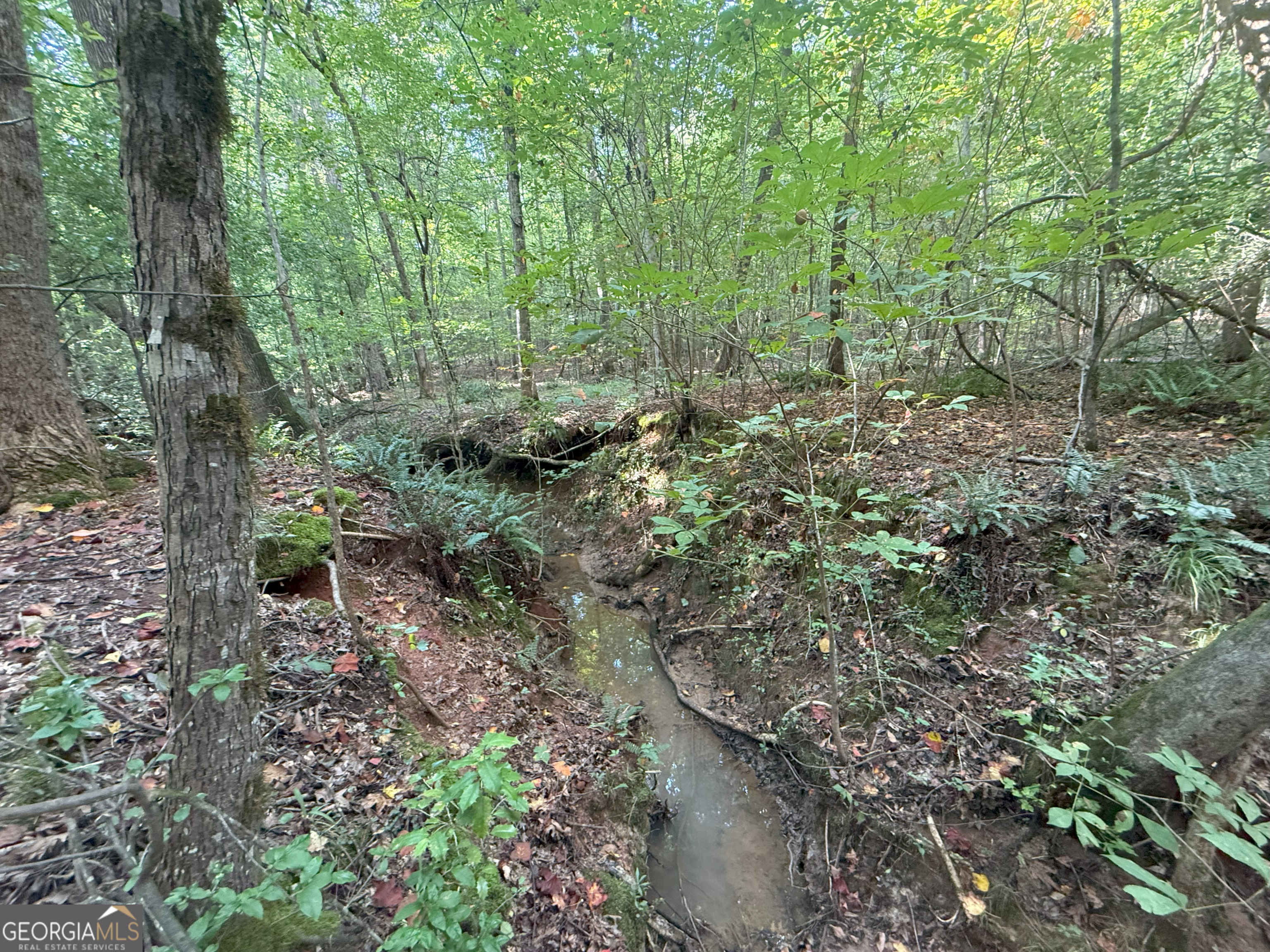 3 Bunch Road Tignall, GA 30668 - Photo 38 of 51 a view of a forest with trees