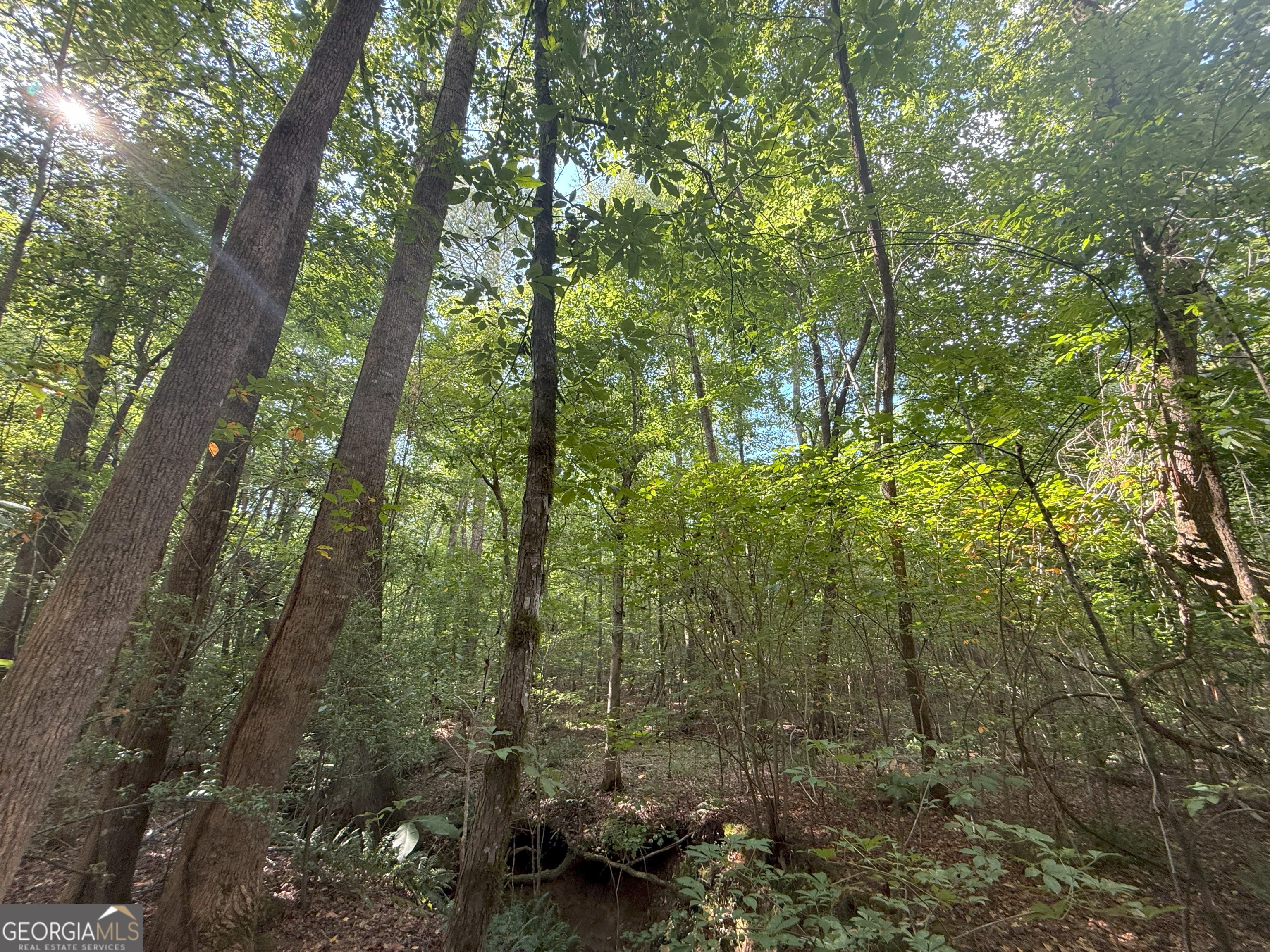 3 Bunch Road Tignall, GA 30668 - Photo 39 of 51 a view of a forest that has large trees