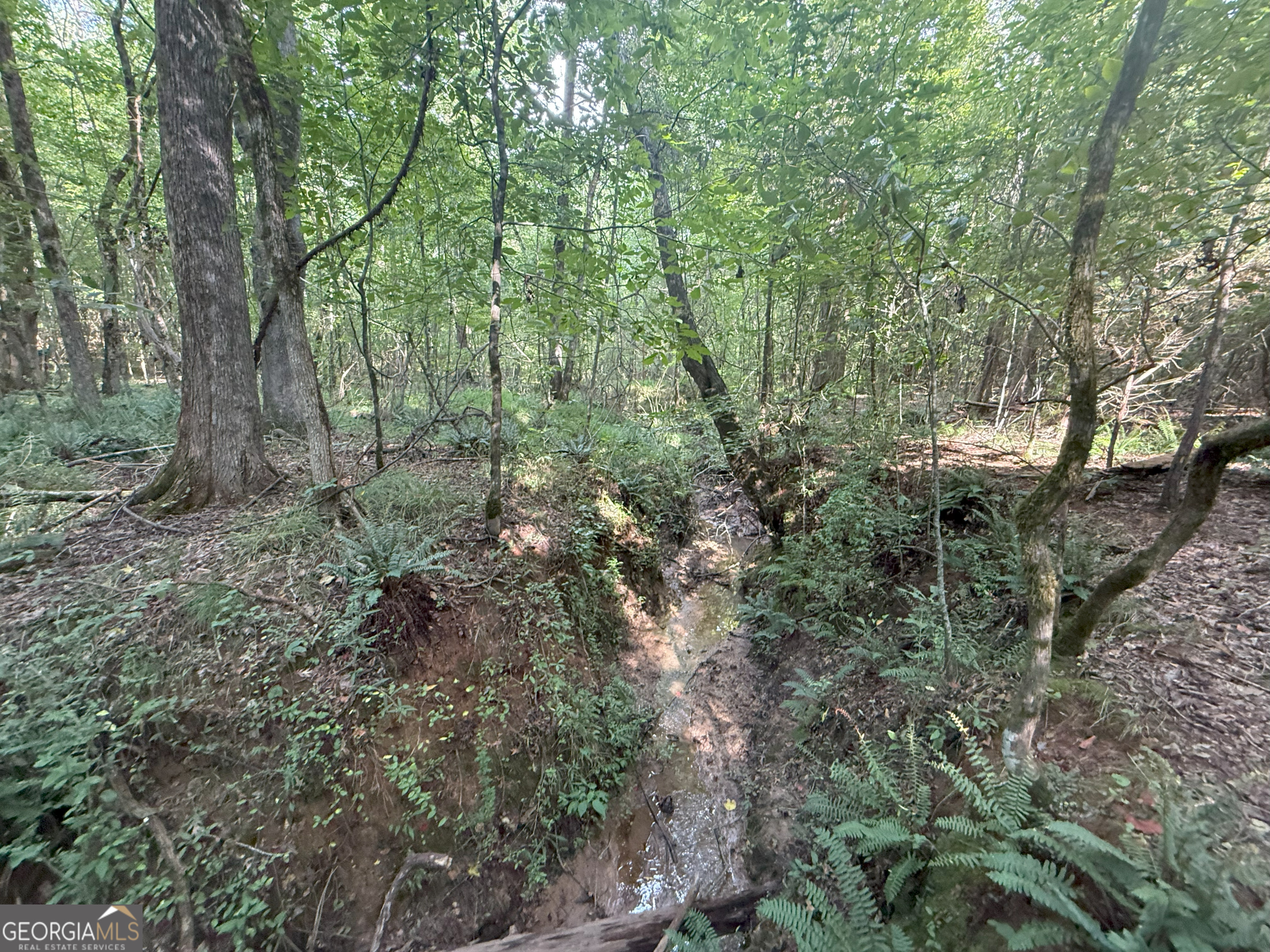 3 Bunch Road Tignall, GA 30668 - Photo 40 of 51 a view of a forest filled with trees