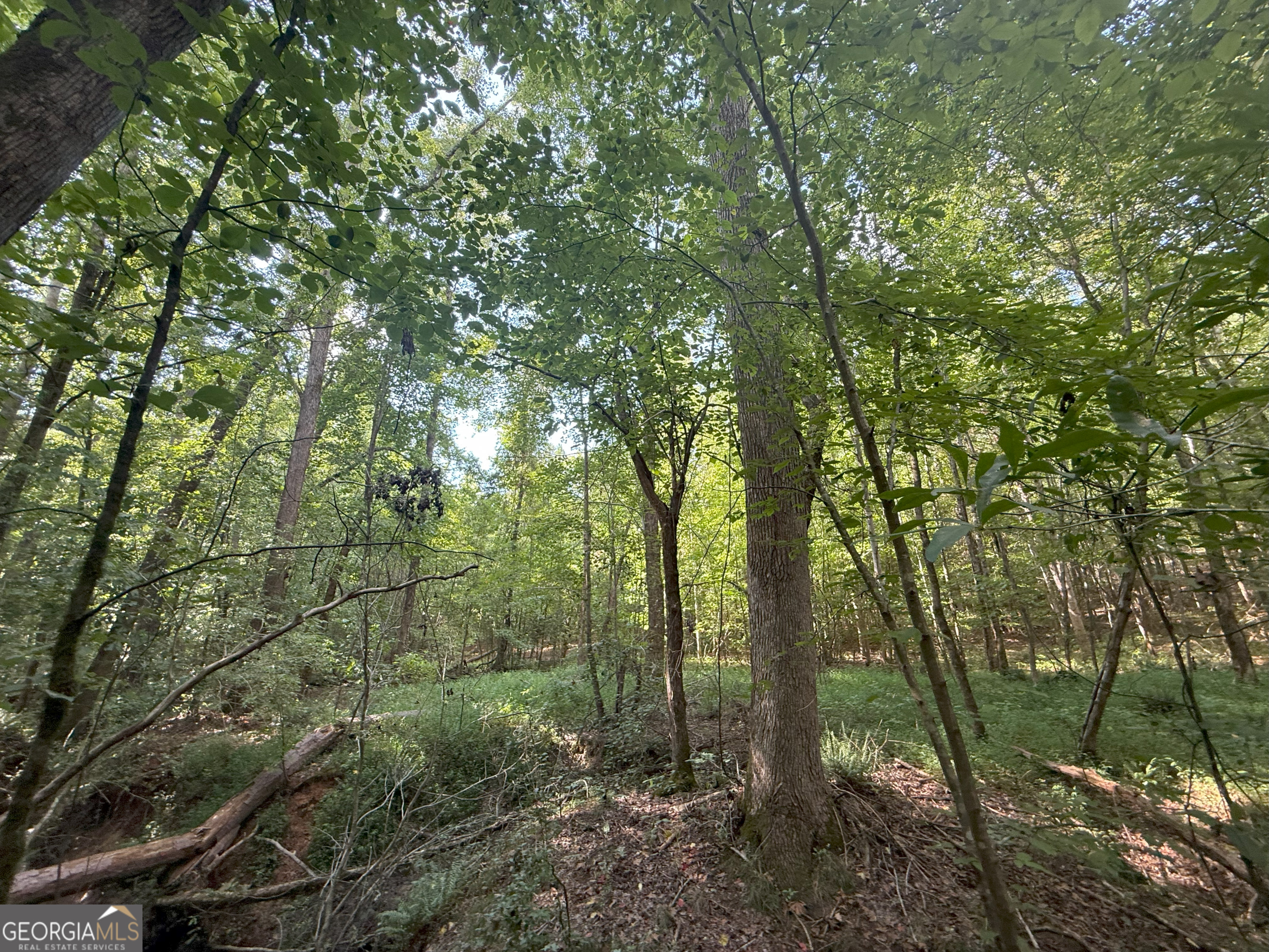 3 Bunch Road Tignall, GA 30668 - Photo 41 of 51 a view of a forest