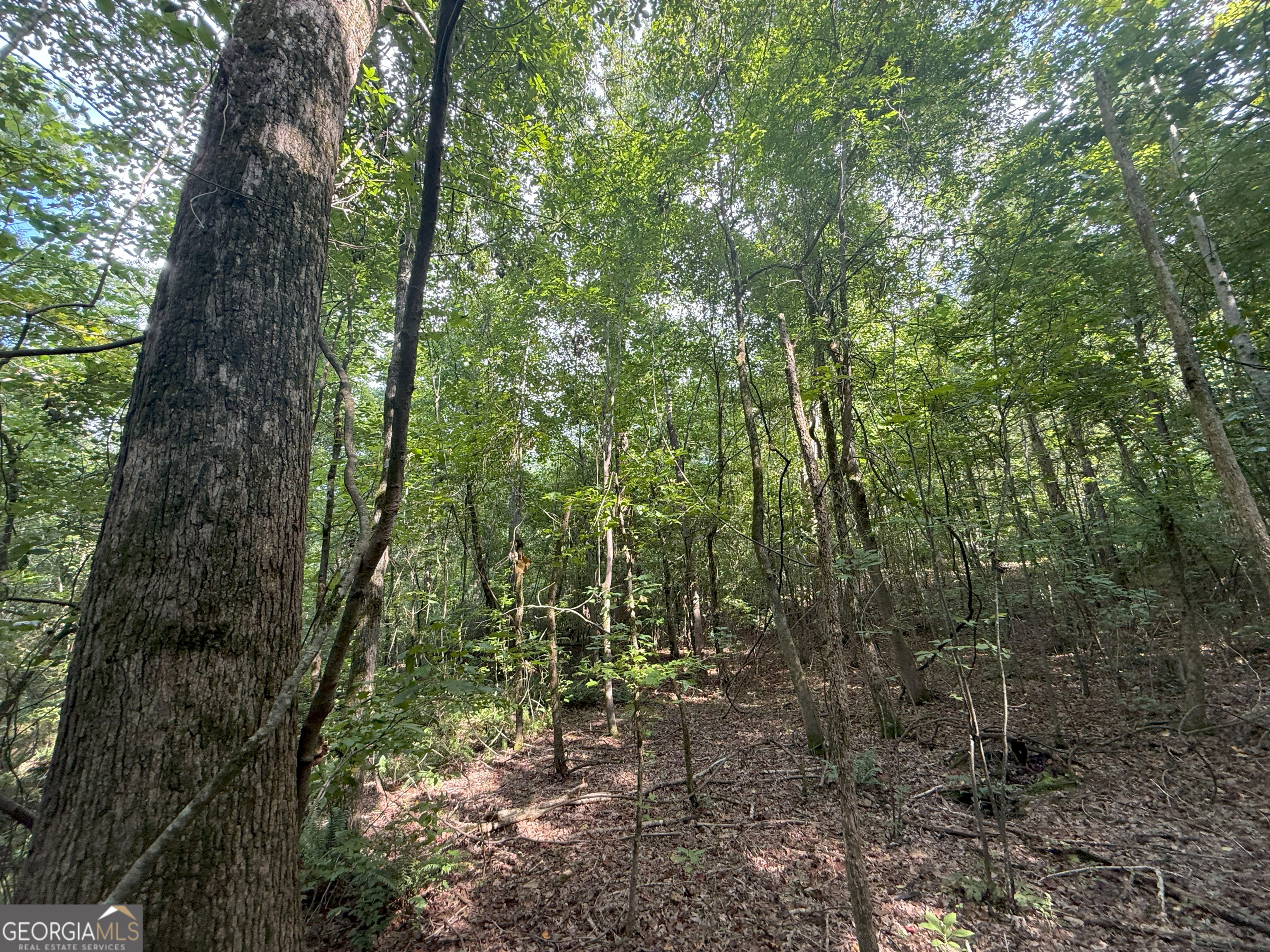 3 Bunch Road Tignall, GA 30668 - Photo 42 of 51 a view of a forest with trees in front of it