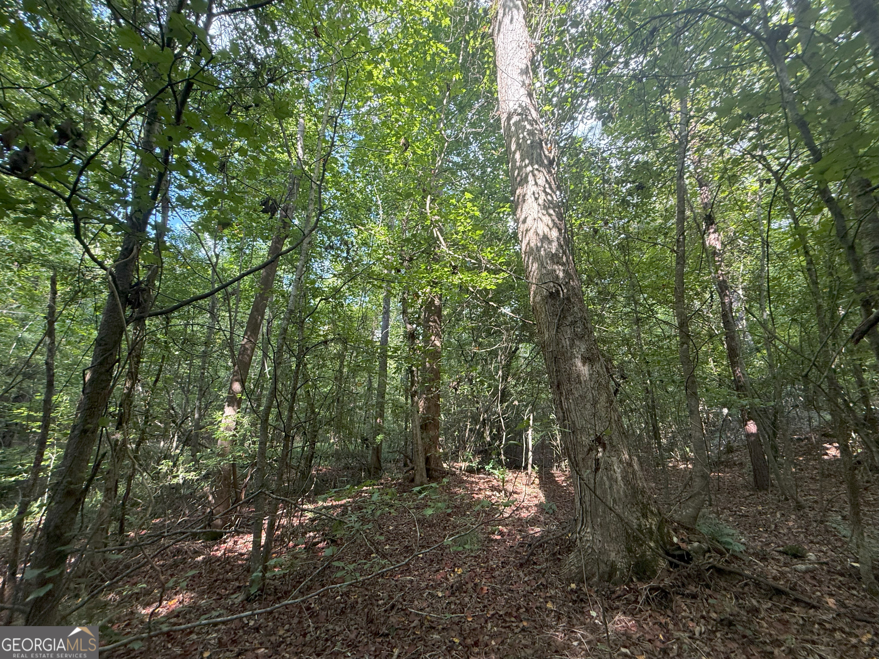 3 Bunch Road Tignall, GA 30668 - Photo 43 of 51 a view of a forest with trees in the background