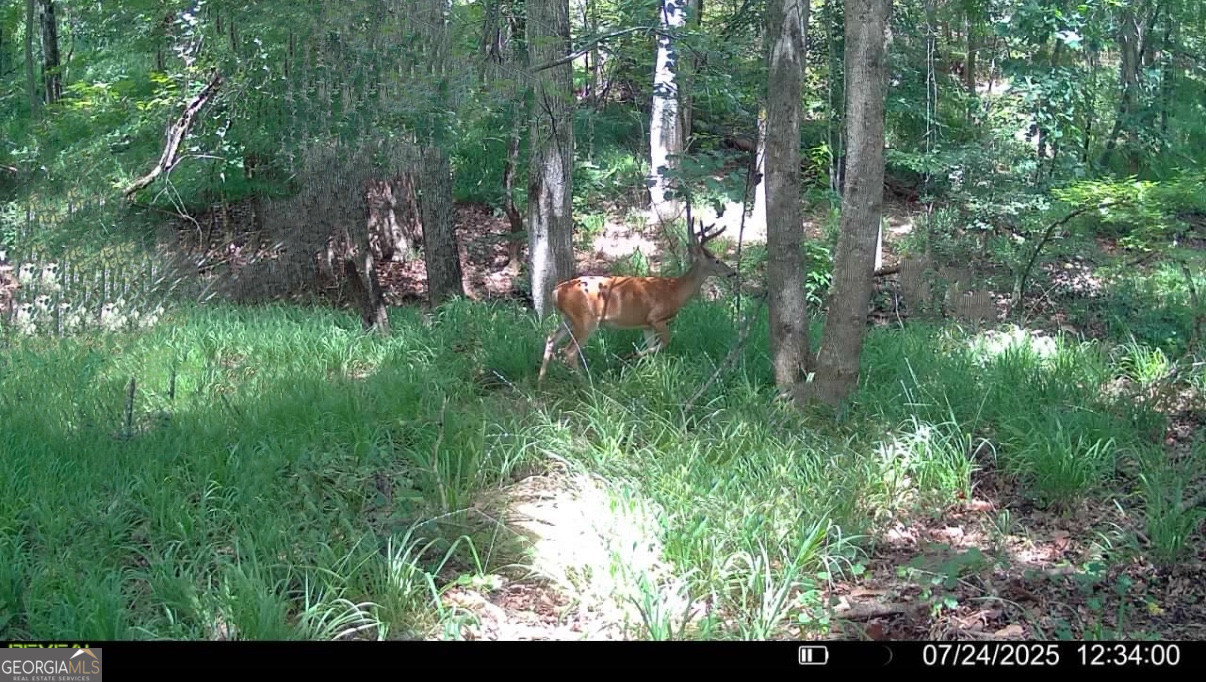 3 Bunch Road Tignall, GA 30668 - Photo 44 of 51 a view of a yard