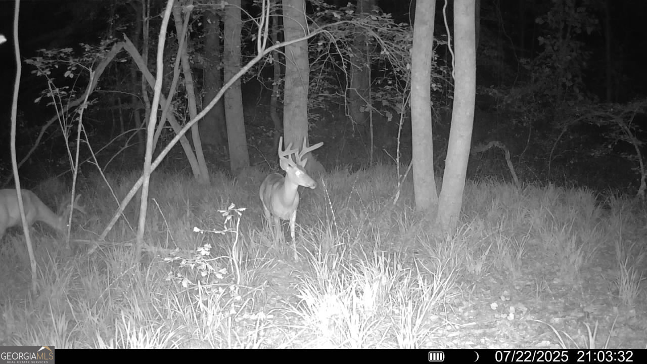 3 Bunch Road Tignall, GA 30668 - Photo 48 of 51 a view of entryway with wooden floor